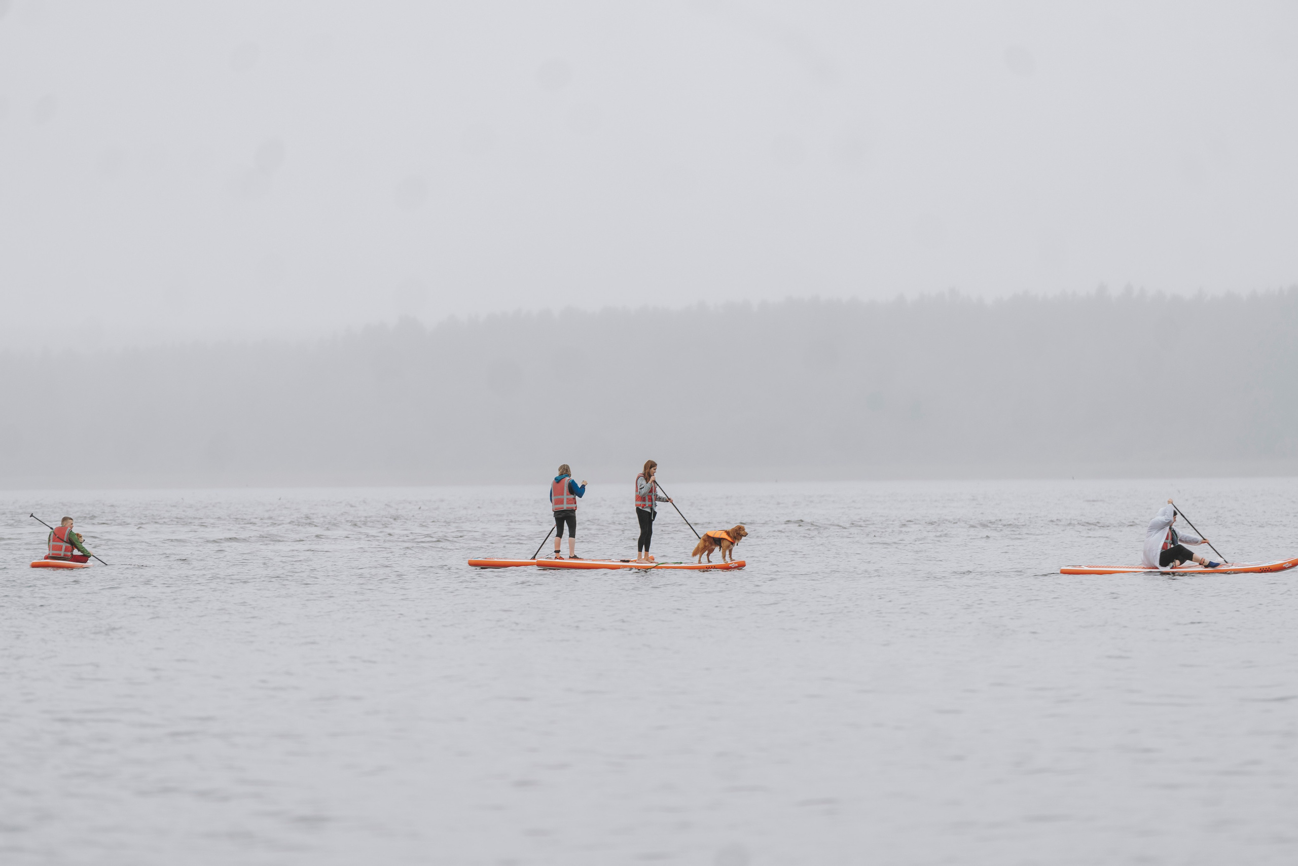 Катание на сапах с собаками. Фотограф анималист в Спб недорого Олеся Майорова