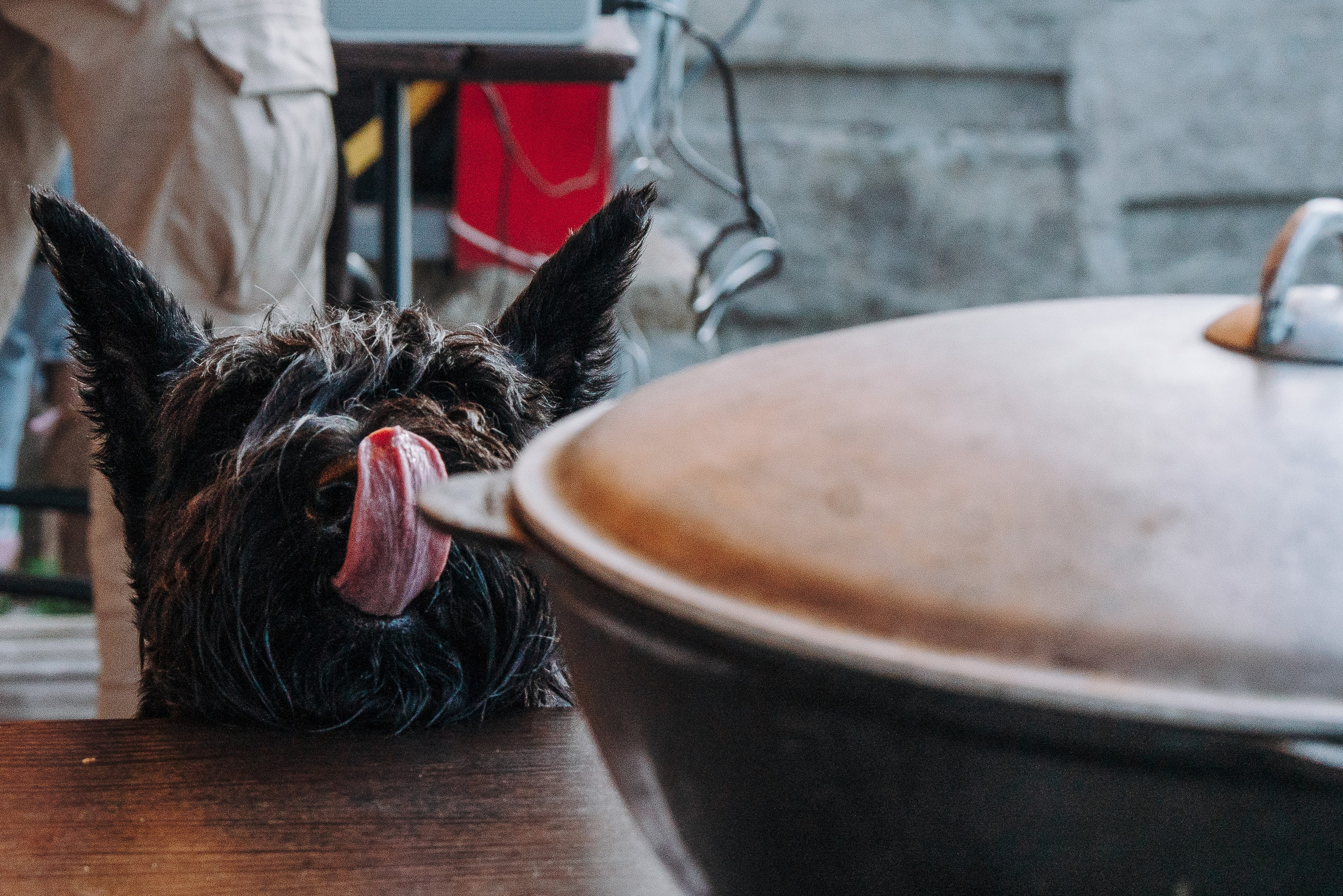 Соревнования по ноузворку в Лосево. Фотограф анималист в Спб недорого Олеся Майорова