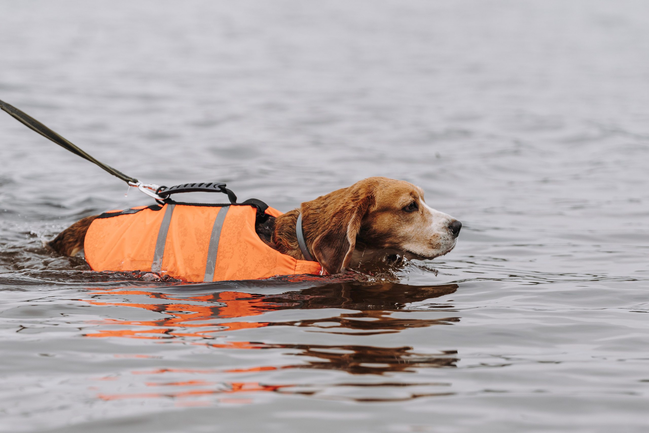 Катание на сапах с собаками. Фотограф анималист в Спб недорого Олеся Майорова