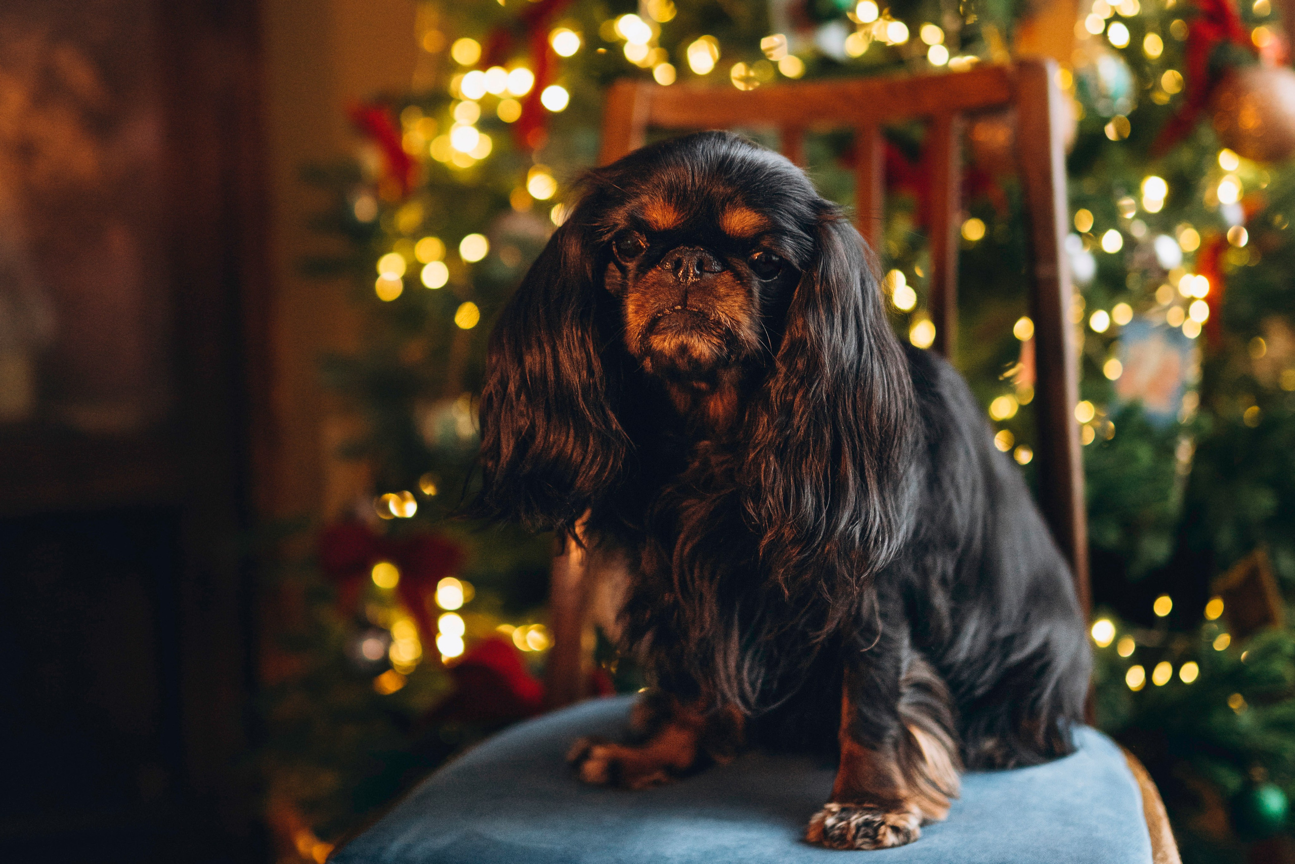 Ариша и её семья. Фотограф анималист в Спб недорого Олеся Майорова