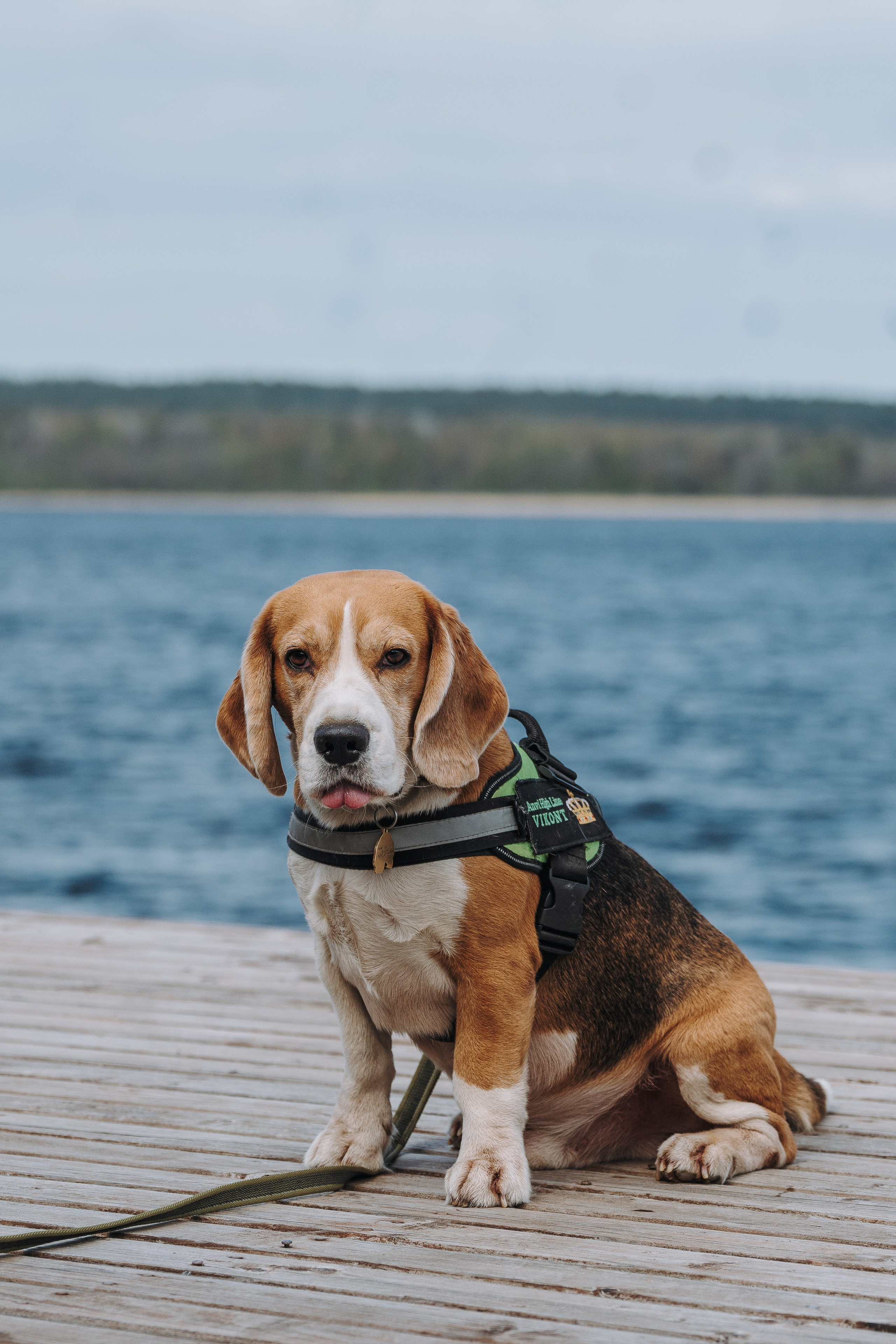 Соревнования по ноузворку в Лосево. Фотограф анималист в Спб недорого Олеся Майорова