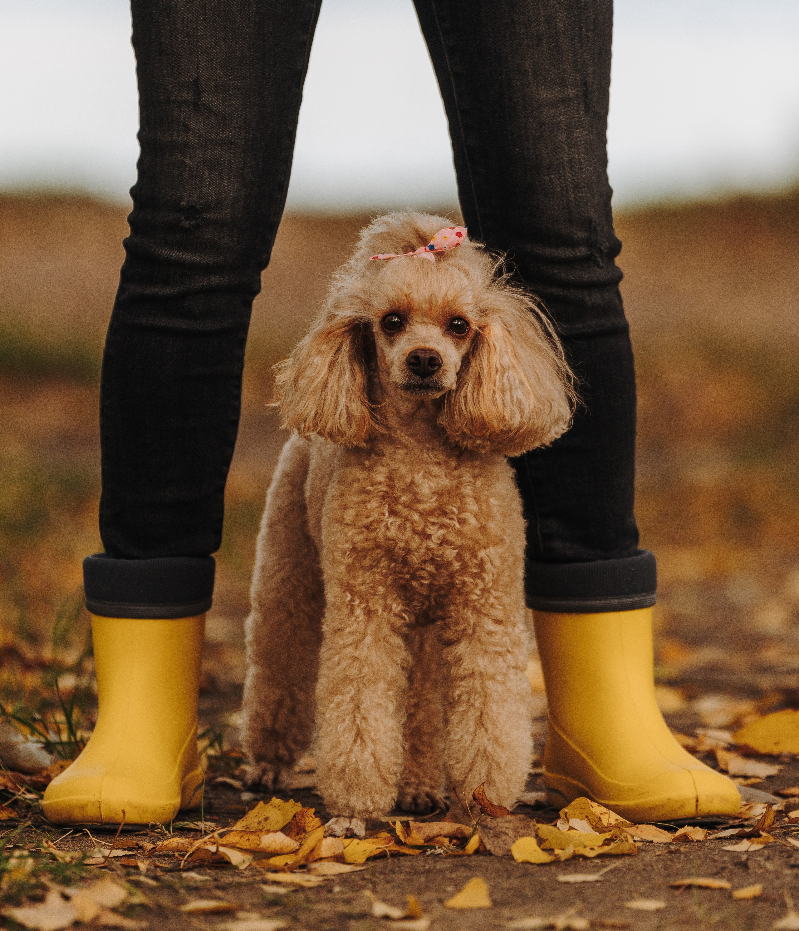 Фотосессия с собакой на пляже. Фотограф анималист в Спб недорого Олеся Майорова
