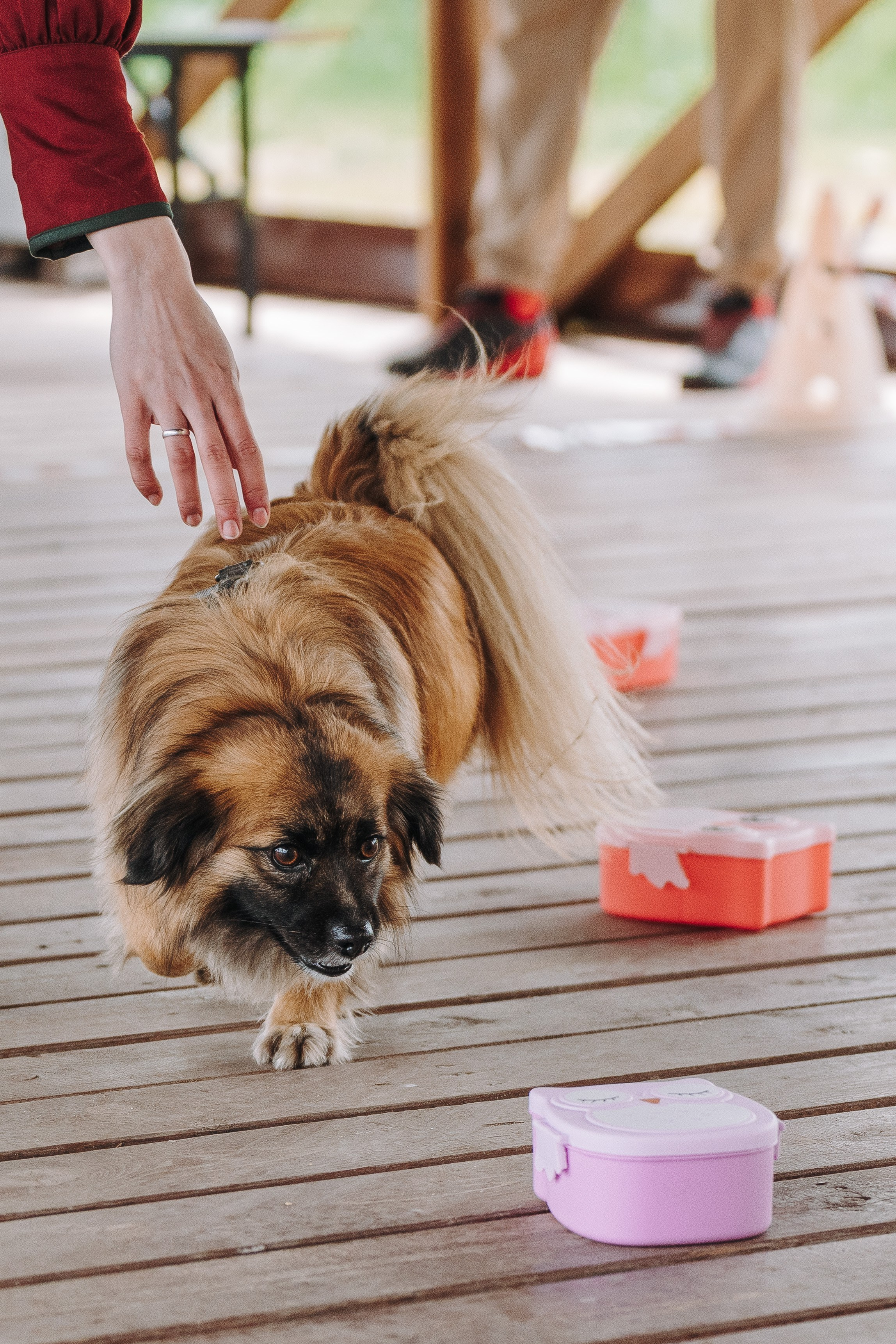 Соревнования по ноузворку в Лосево. Фотограф анималист в Спб недорого Олеся Майорова