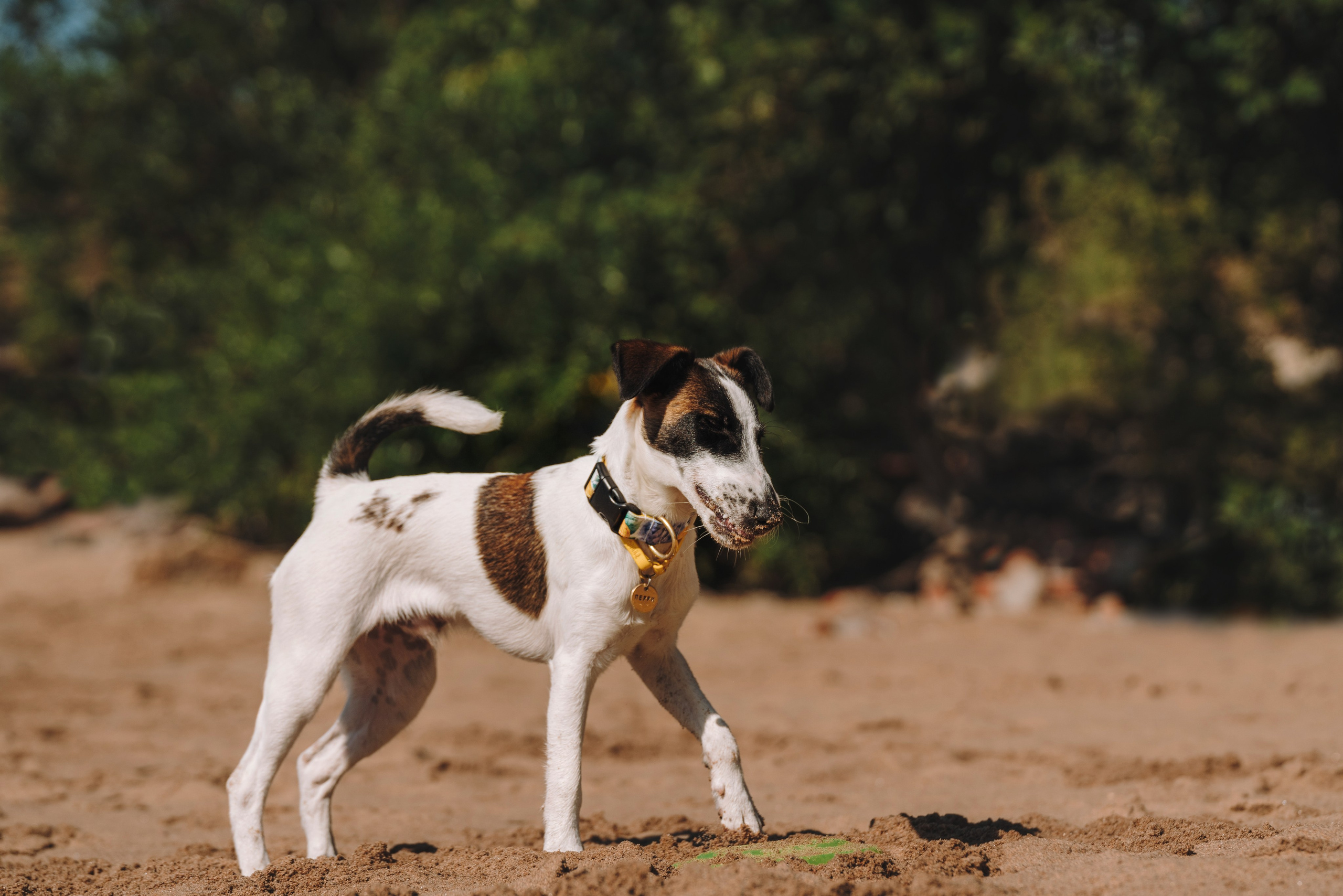 Ксения и Перри. Фотограф анималист в Спб недорого Олеся Майорова