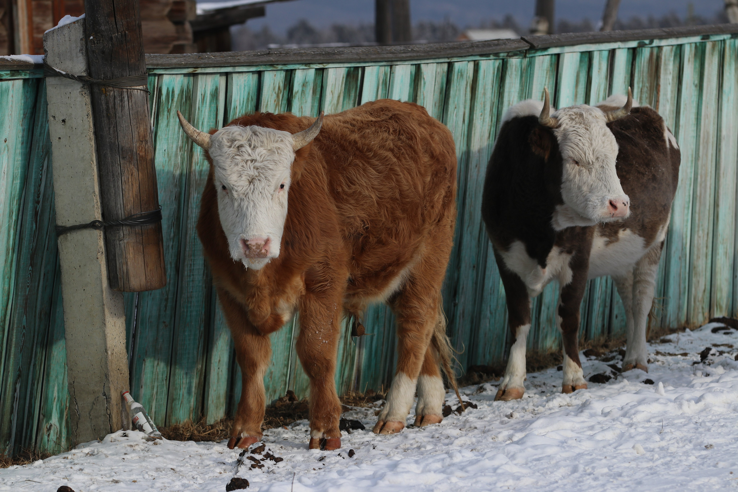 Аршан. Январь 2024. Путешественник-фотограф из Санкт-Петербурга Татьяна Свистулина