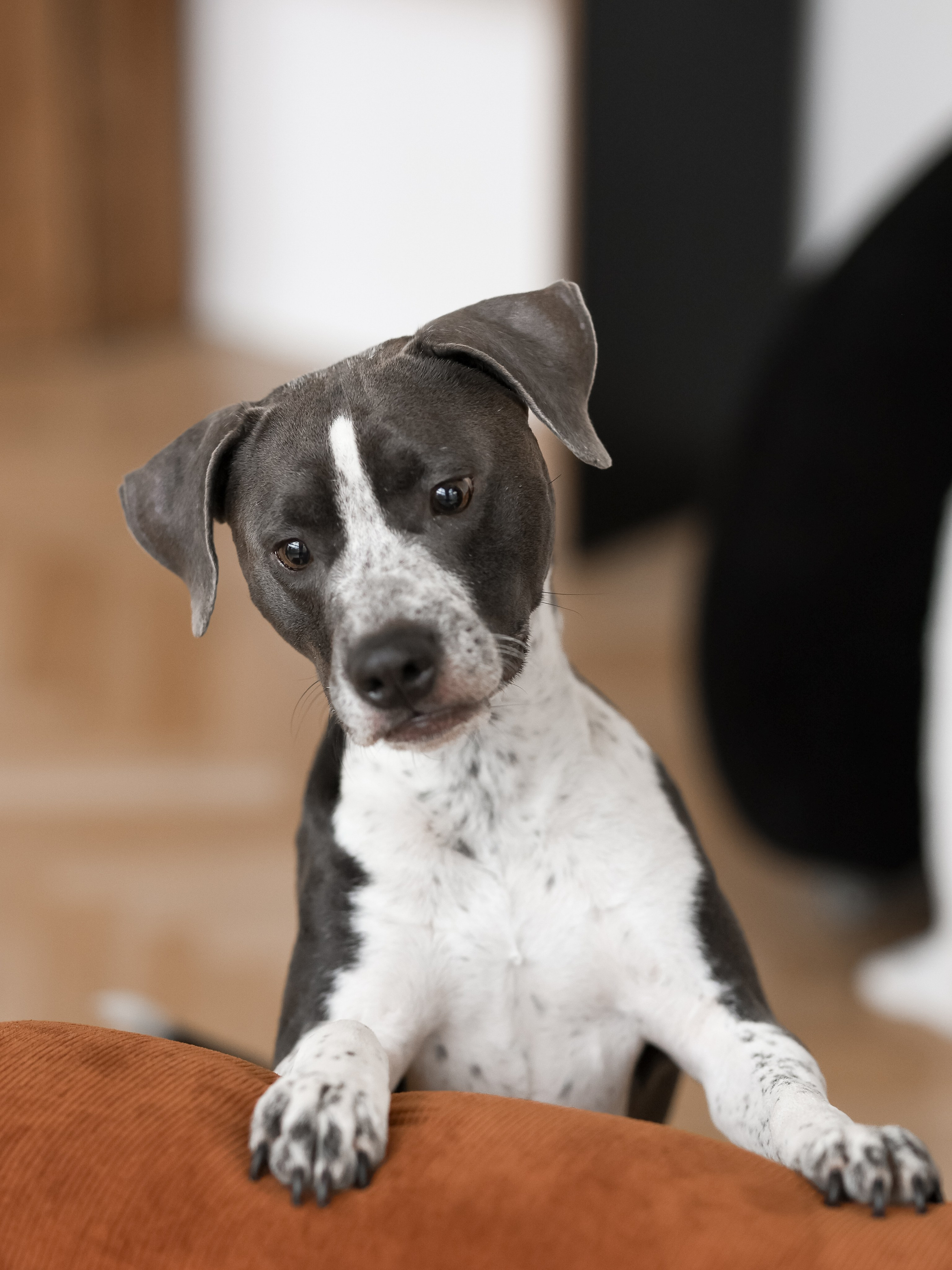 Тортик Даша и Никита. Фотограф-анималист в Москве Кириллова Татьяна