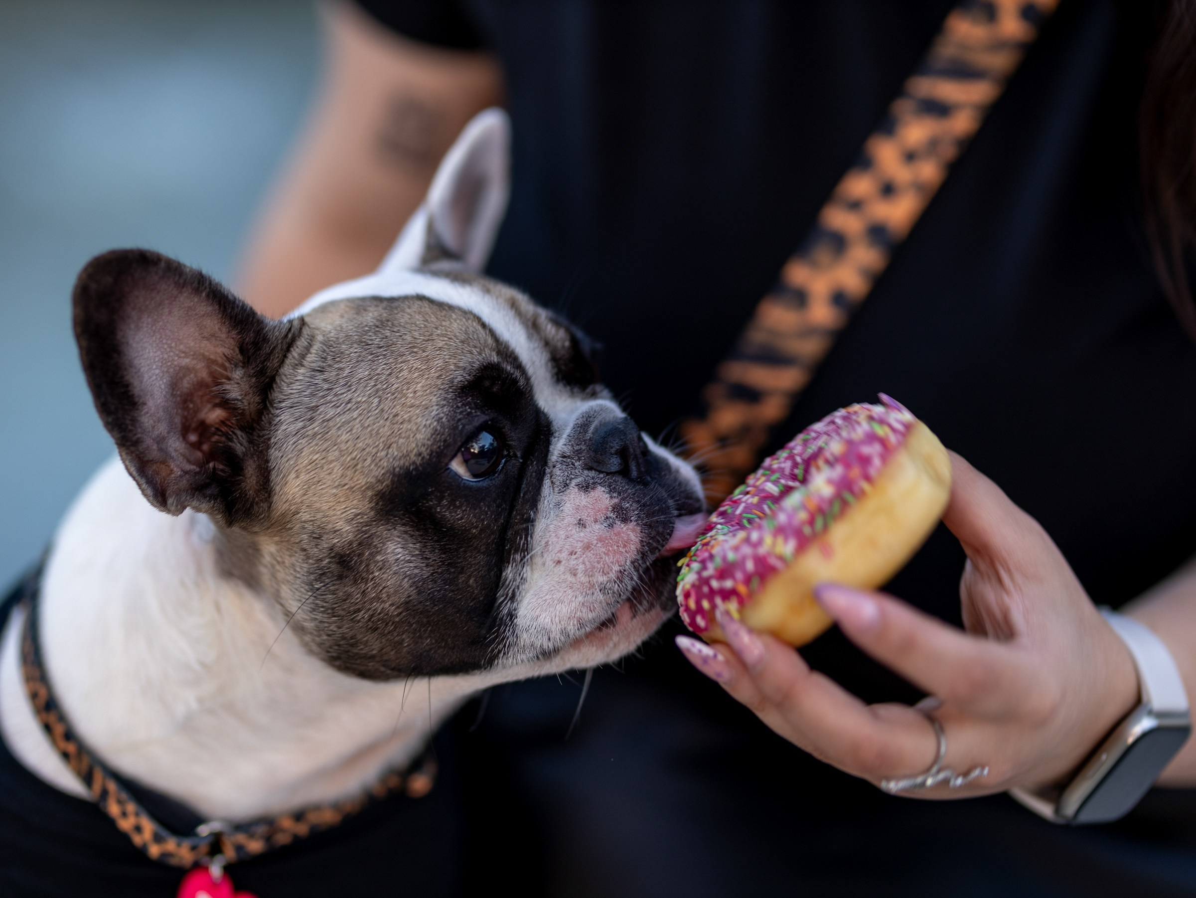 Пандора и Марго. Фотограф-анималист в Москве Кириллова Татьяна
