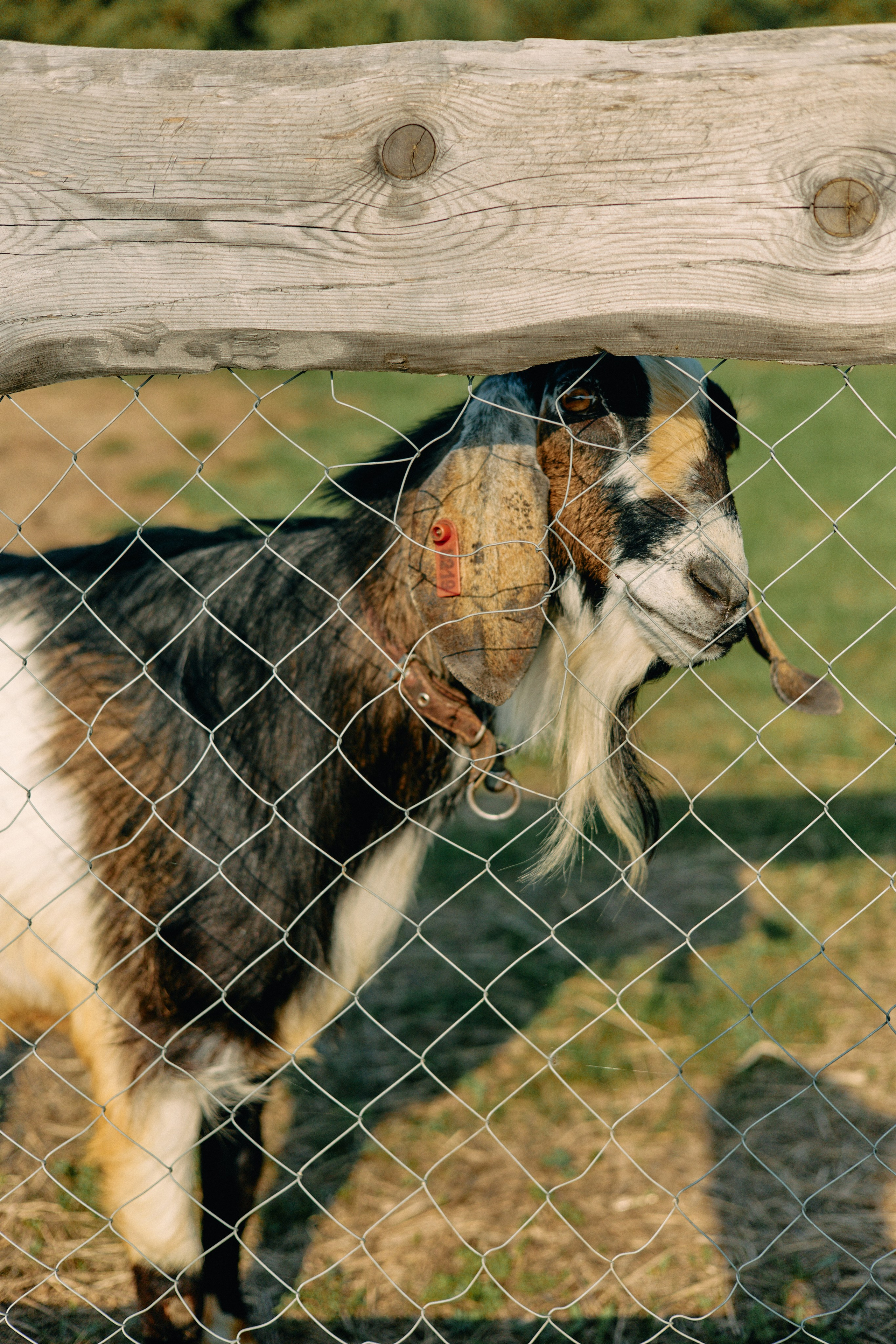 Бутик-отель Поле летом. Профессиональный Фотограф во Владимире, в Москве и в Суздале — Полина Романычева
