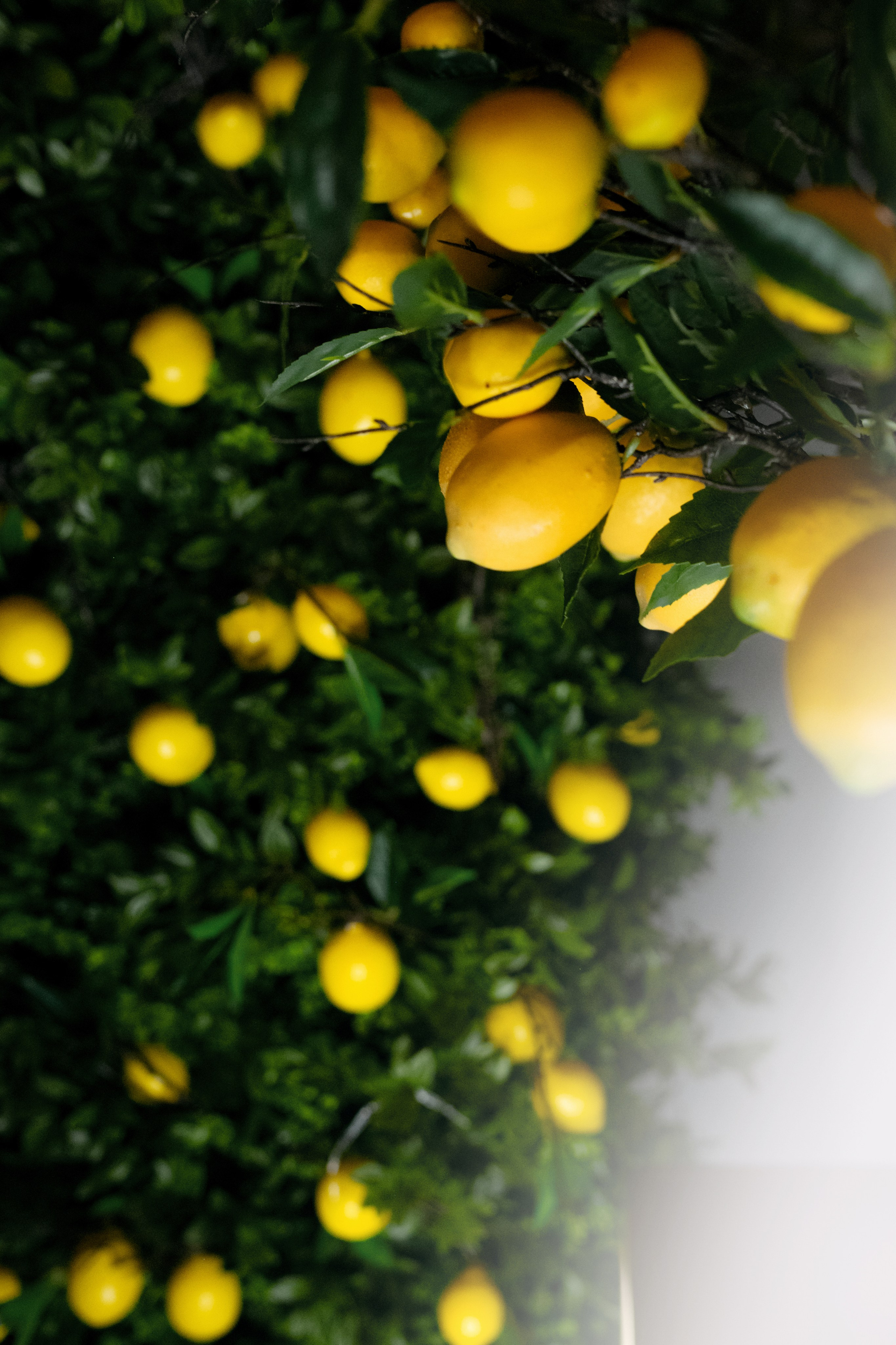 ART DE LA TABLE с Натальей Люккези. Свадебный фотограф в Минске