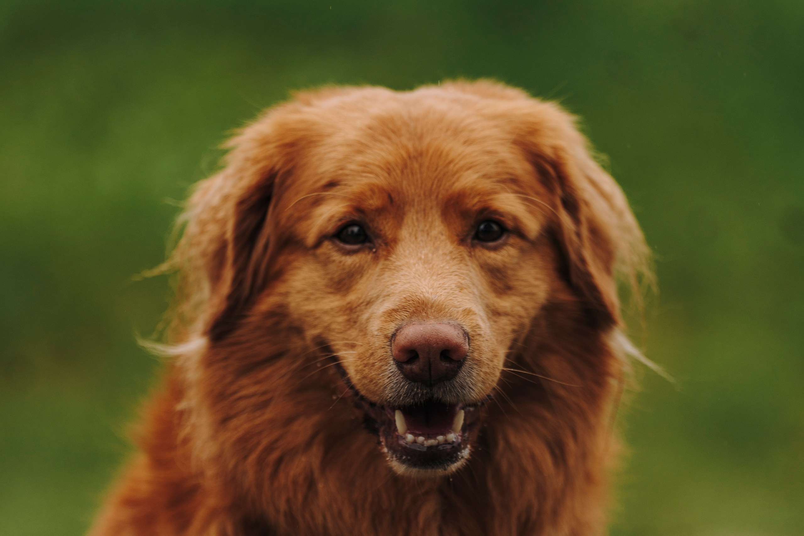 Катание на сапах с собаками. Фотограф анималист в Спб недорого Олеся Майорова