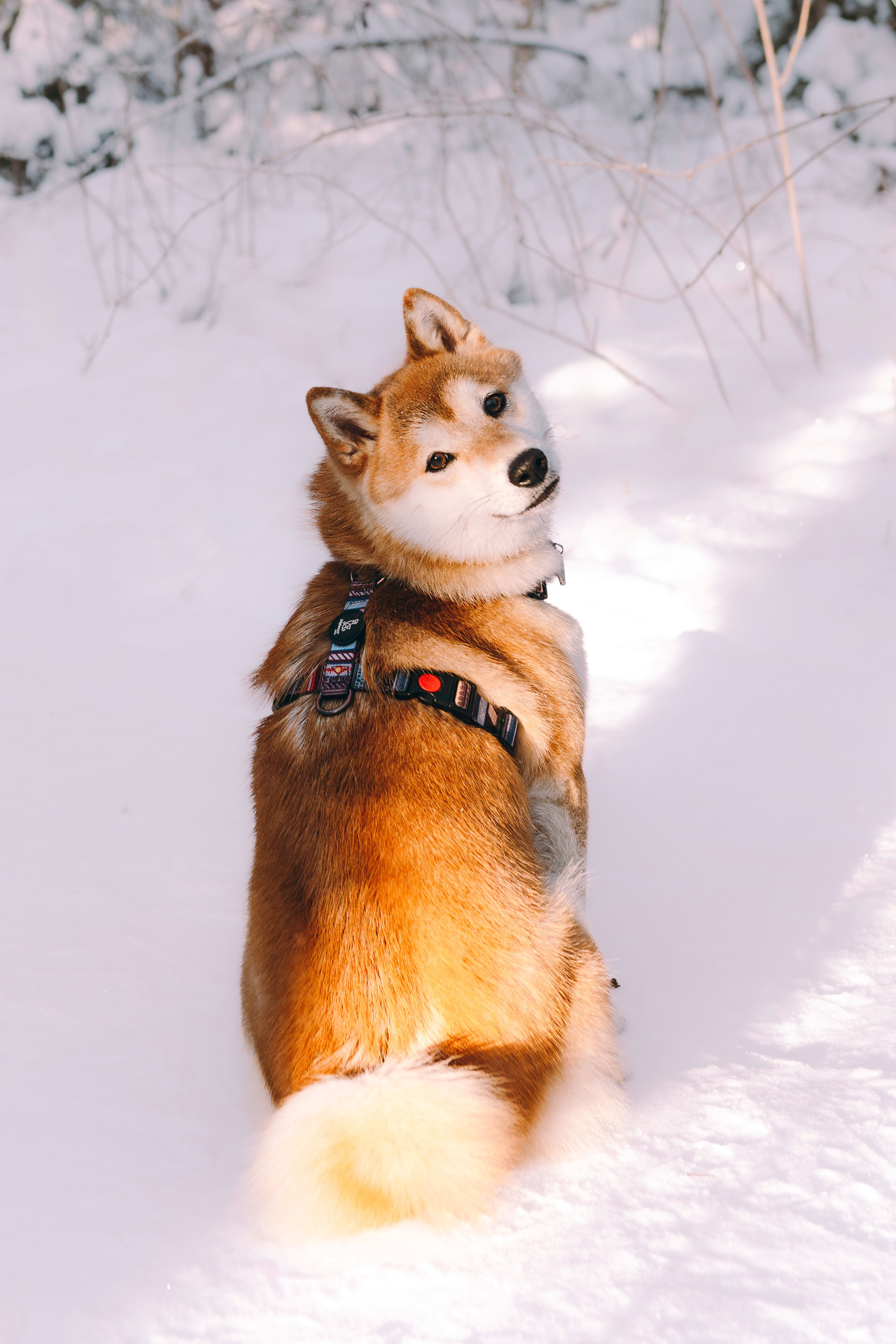 Каори, Анна и Антон. Фотограф анималист в Спб недорого Олеся Майорова