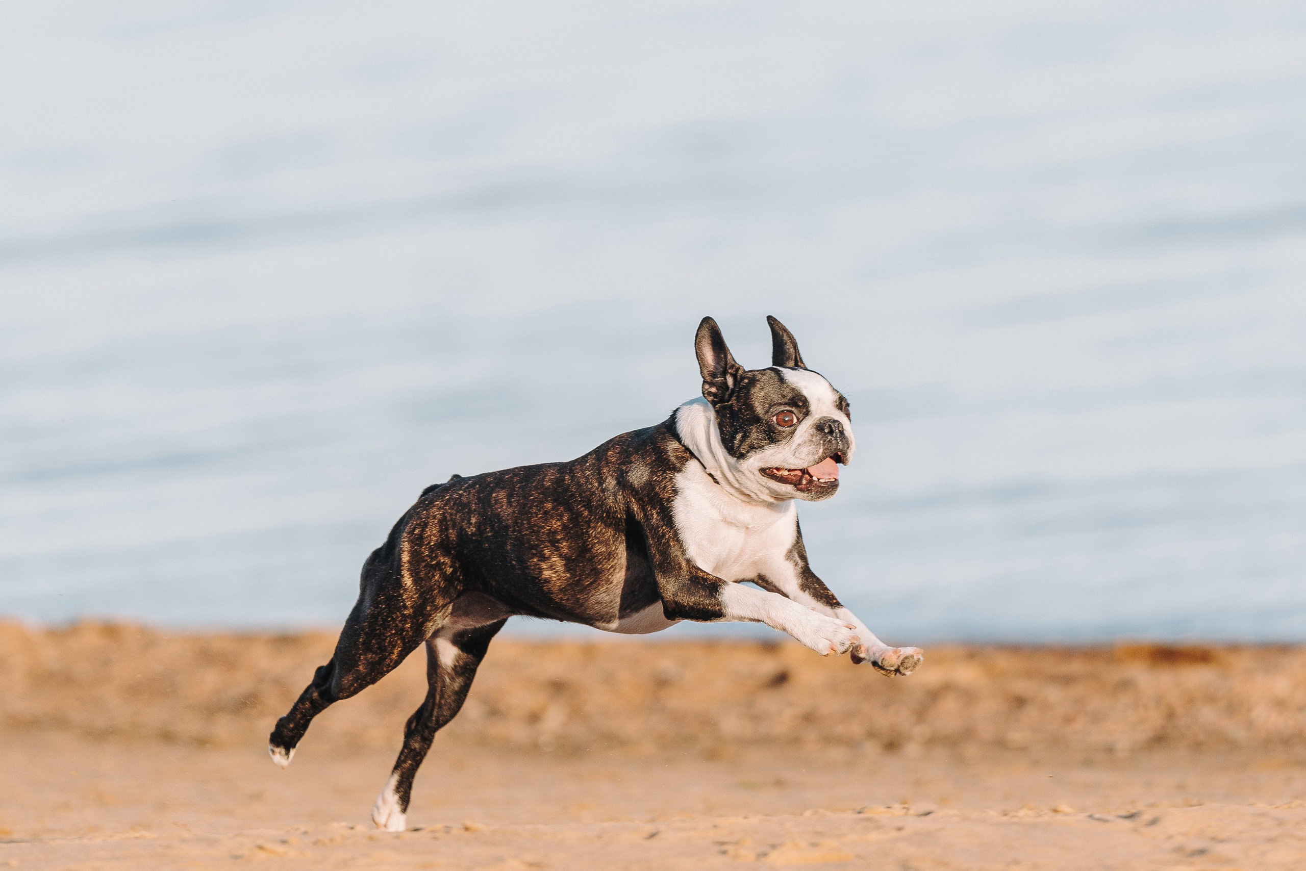 Анаита и Дора. Фотограф анималист в Спб недорого Олеся Майорова
