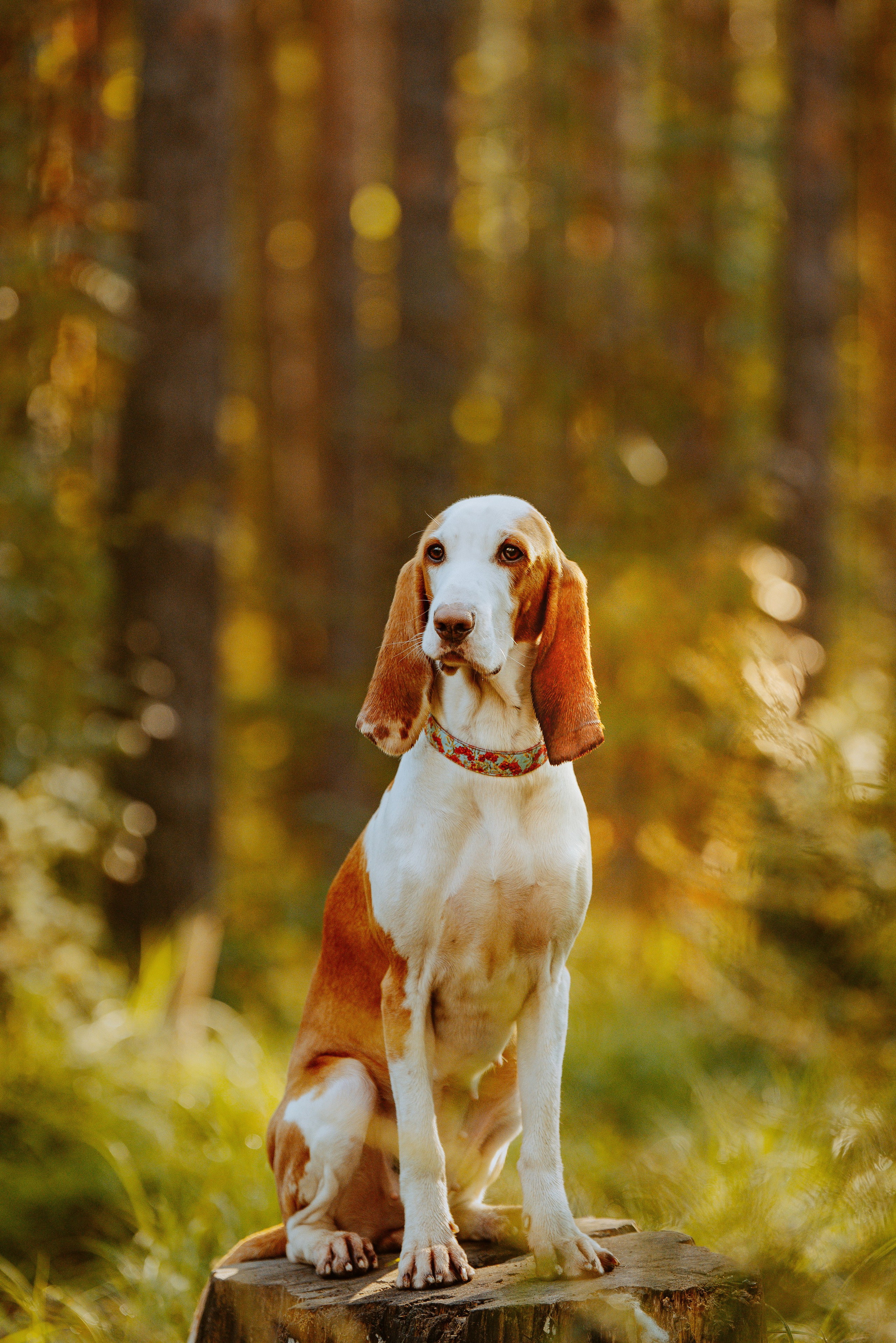 Ольга, Рора и Румпель. Фотограф анималист в Спб недорого Олеся Майорова