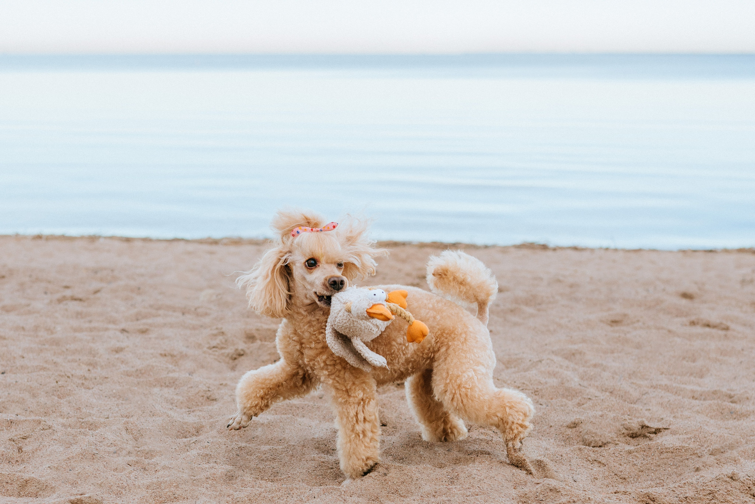 Фотосессия с собакой на пляже. Фотограф анималист в Спб недорого Олеся Майорова