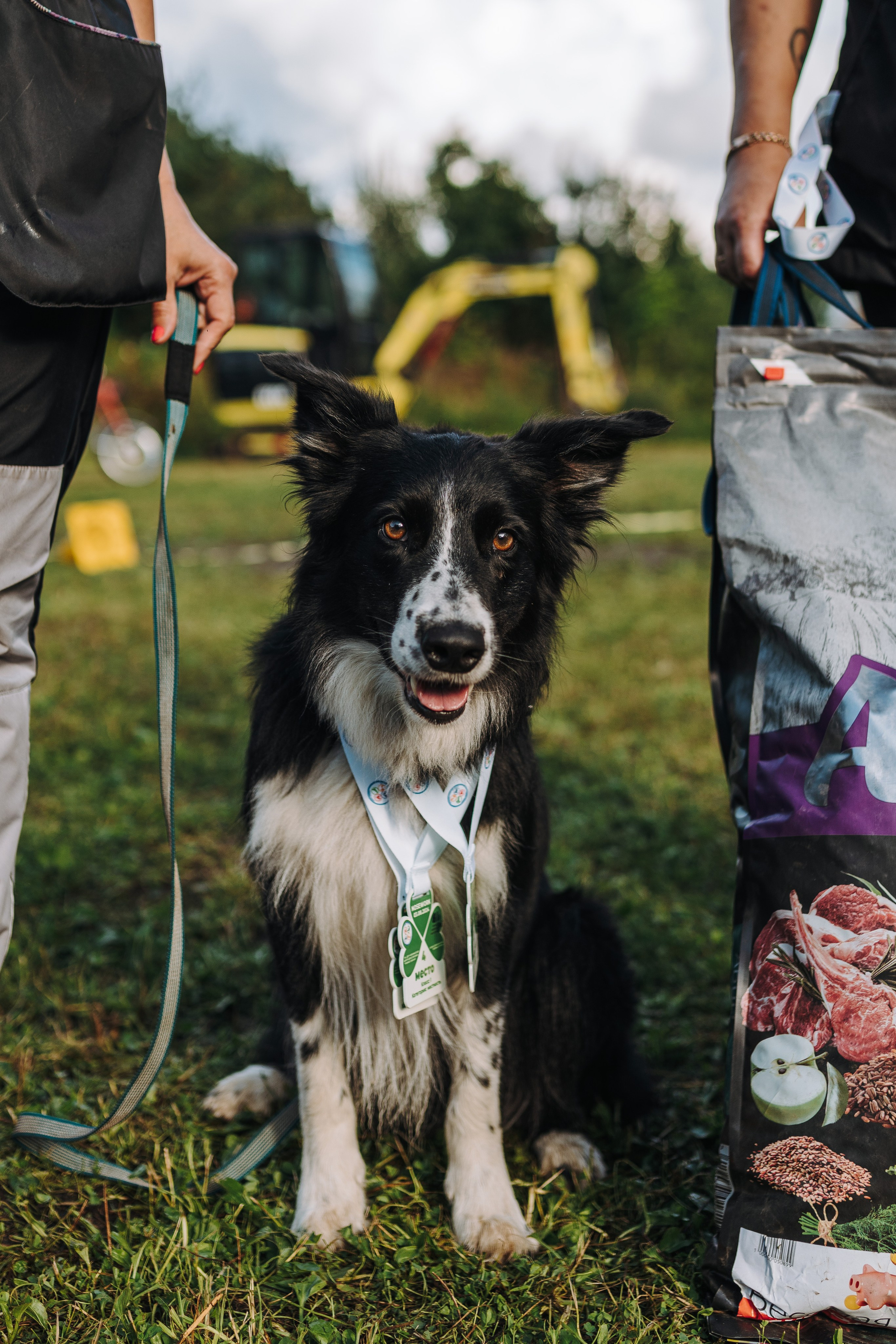 Соревнования по ноузворку в Новожилово. Фотограф анималист в Спб недорого Олеся Майорова