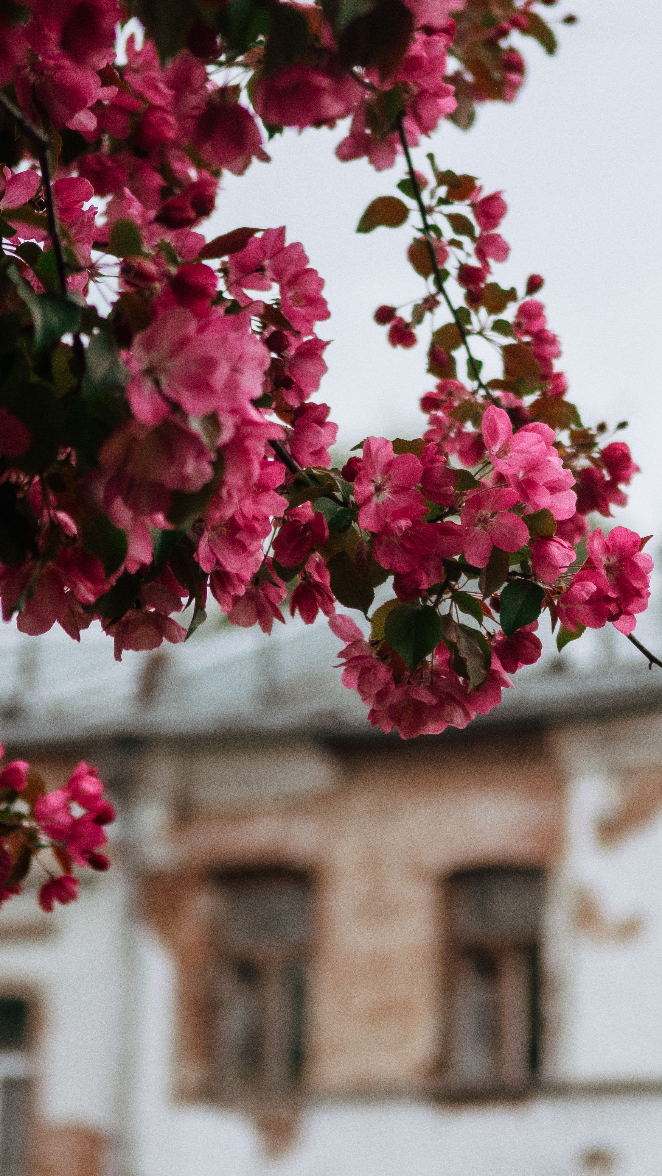 Обои на телефон. Семейный и детский фотограф в Москве