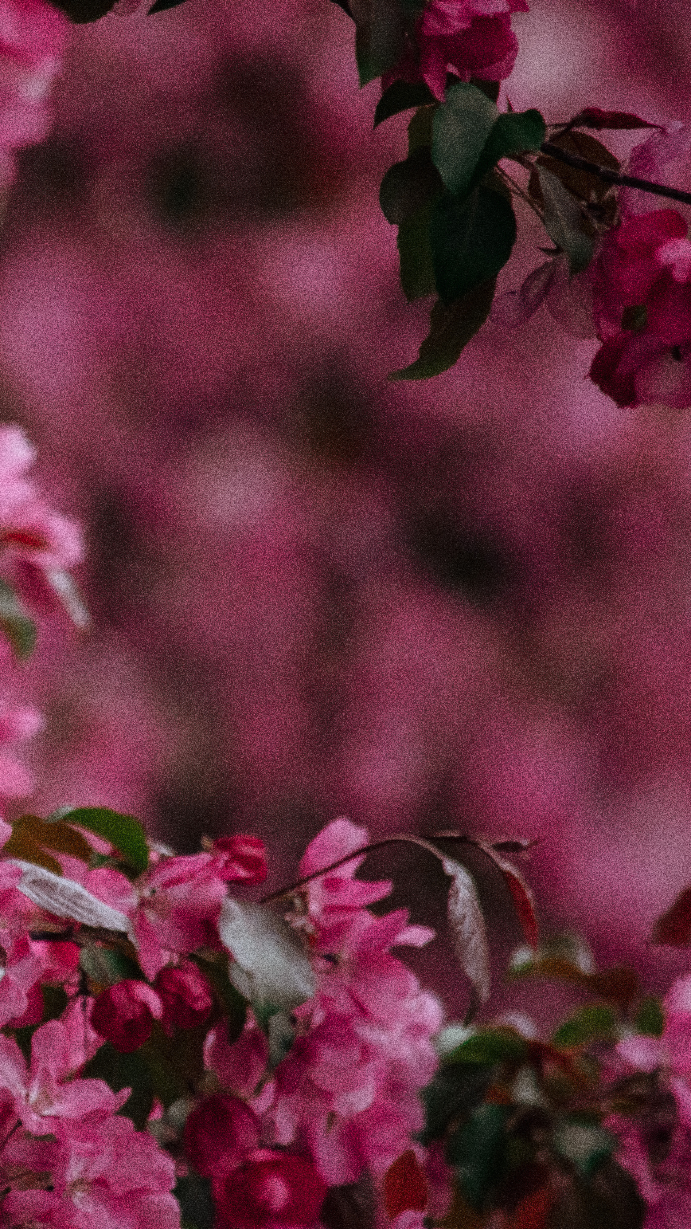 Обои на телефон. Семейный и детский фотограф в Москве