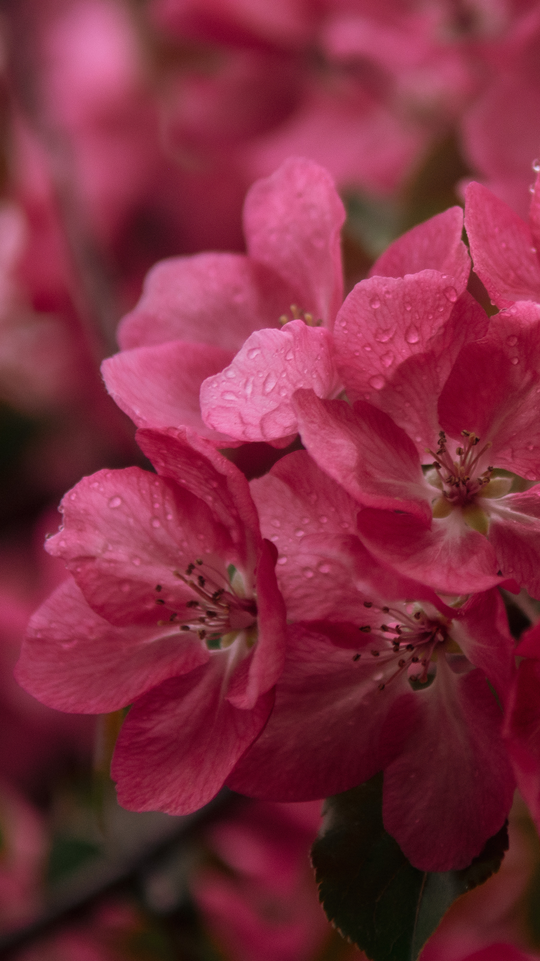 Обои на телефон. Семейный и детский фотограф в Москве