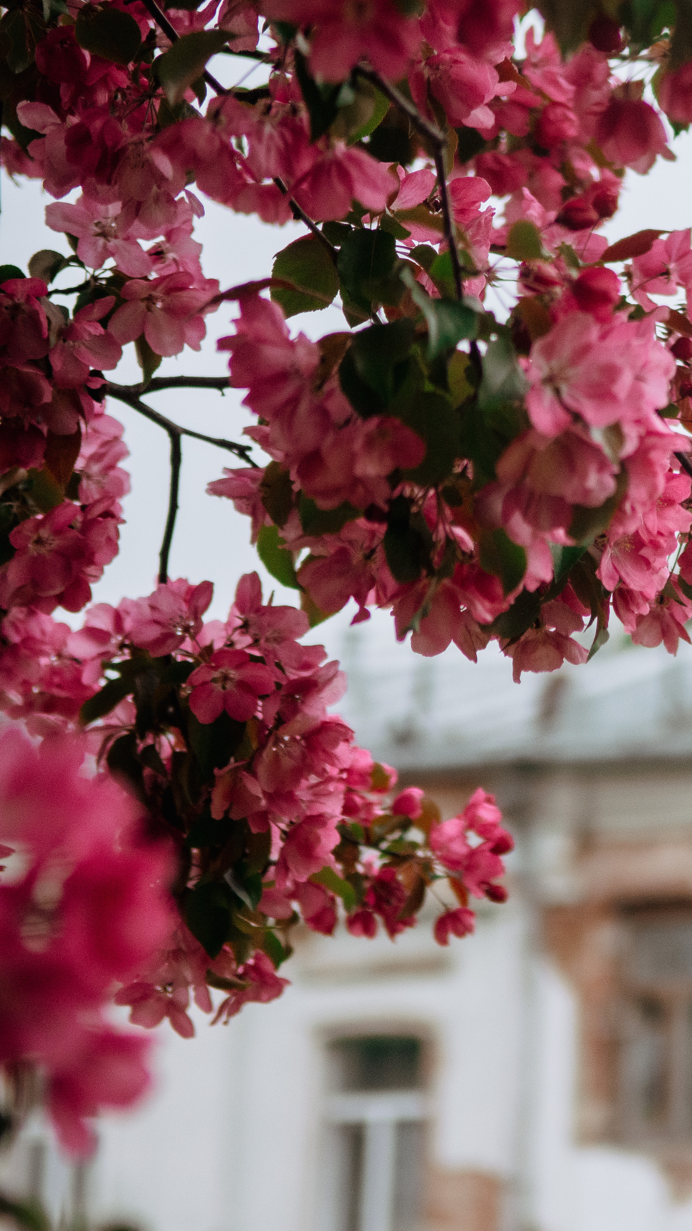 Обои на телефон. Семейный и детский фотограф в Москве