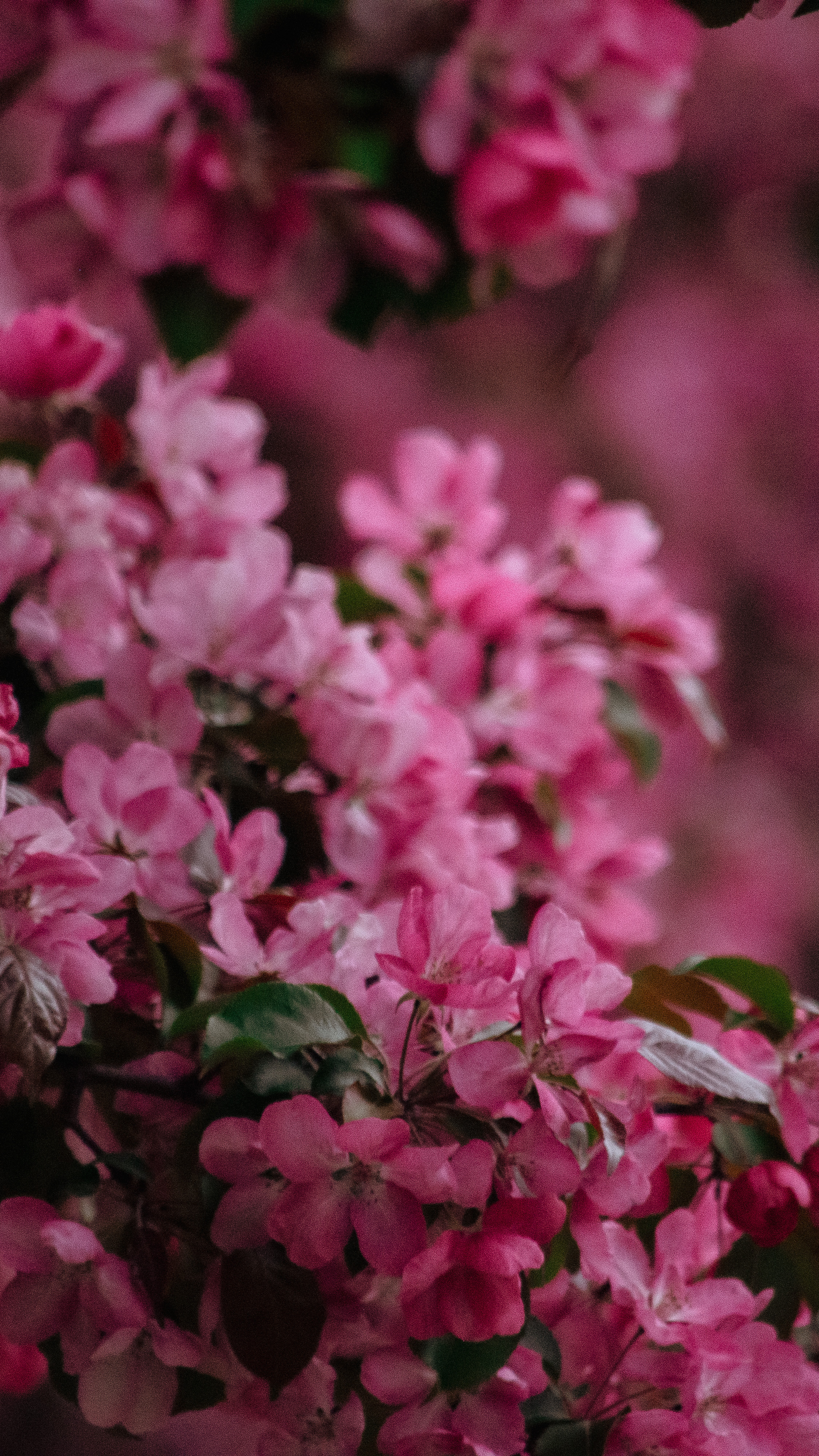 Обои на телефон. Семейный и детский фотограф в Москве