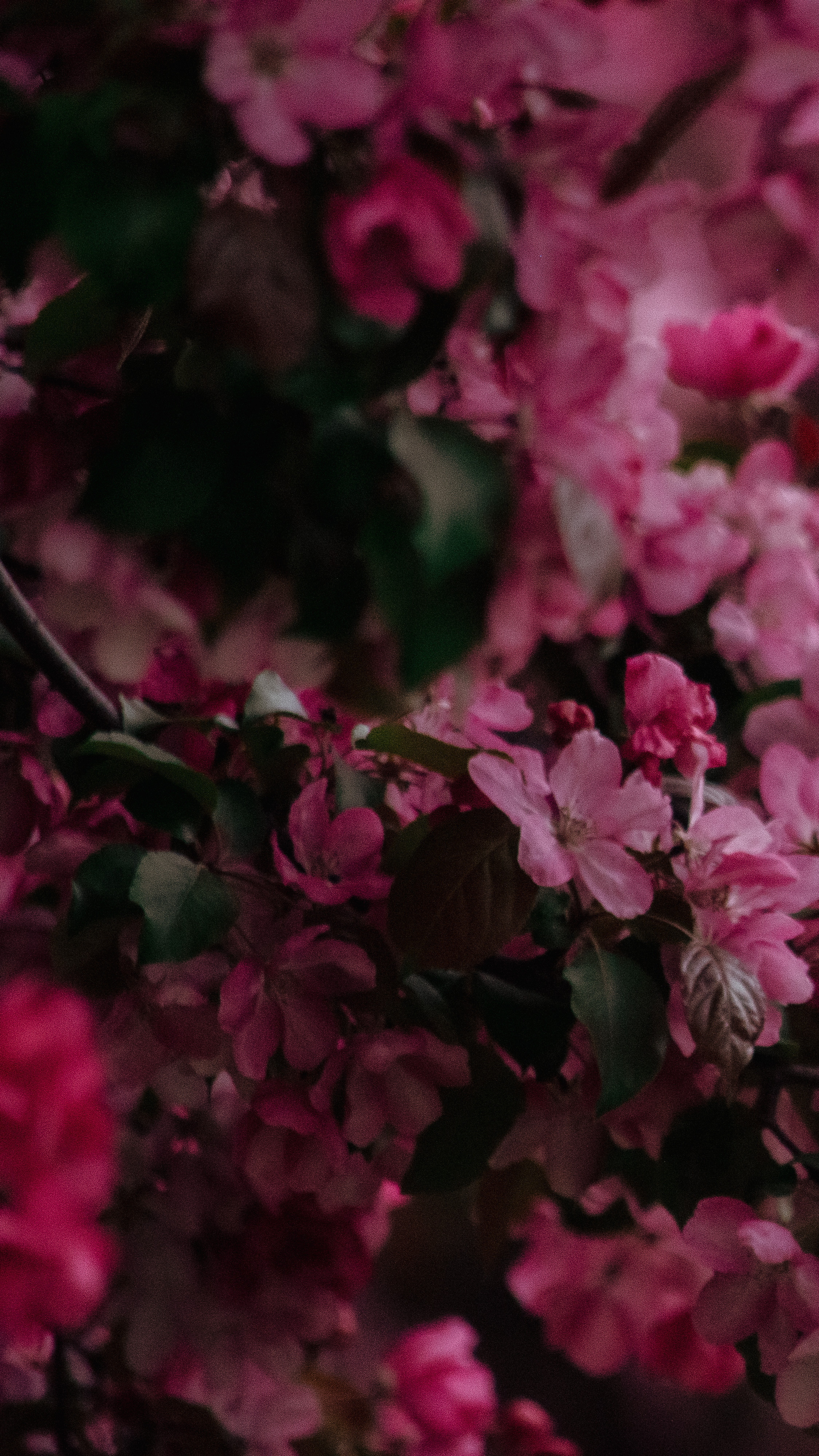 Обои на телефон. Семейный и детский фотограф в Москве