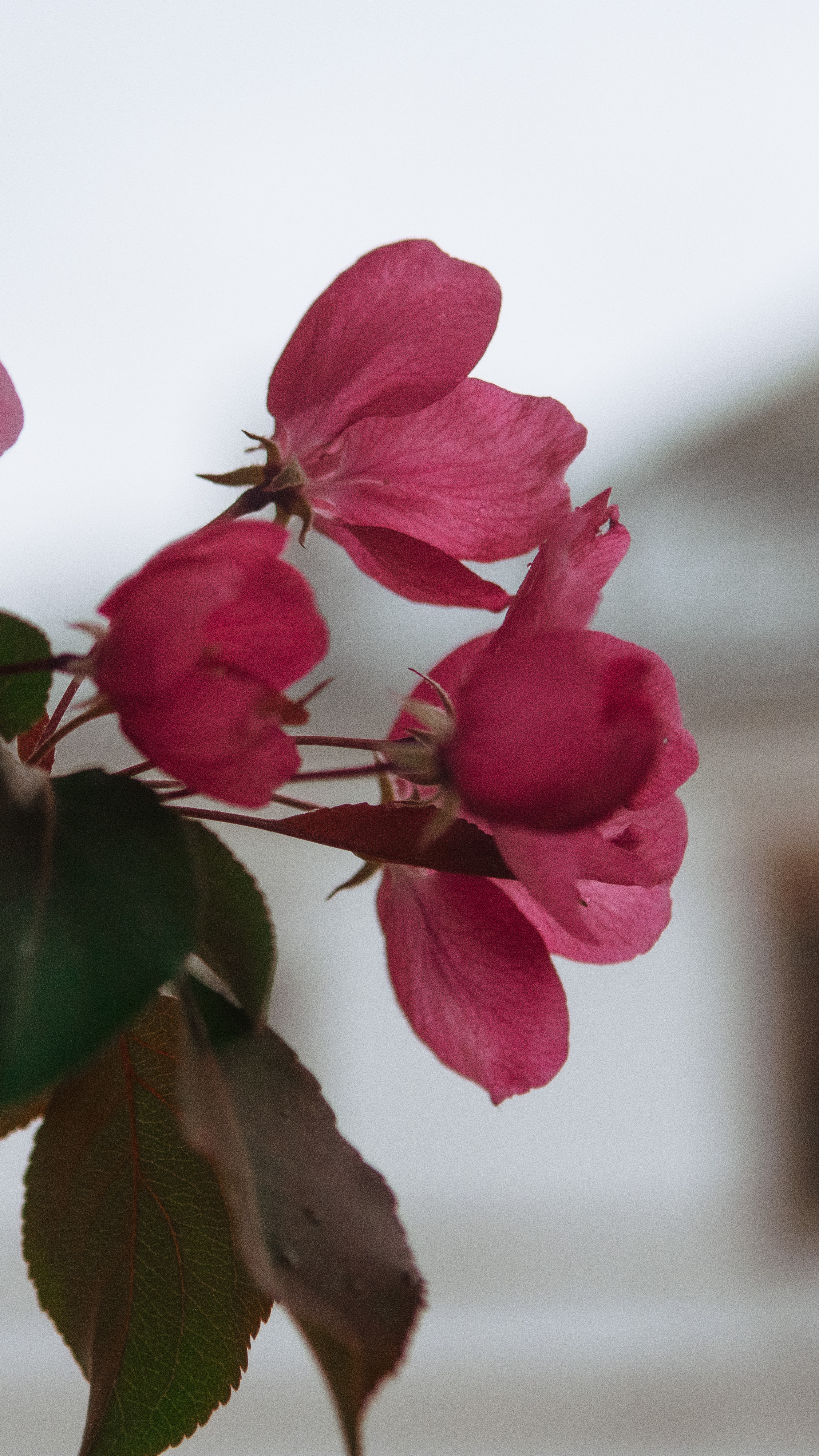 Обои на телефон. Семейный и детский фотограф в Москве