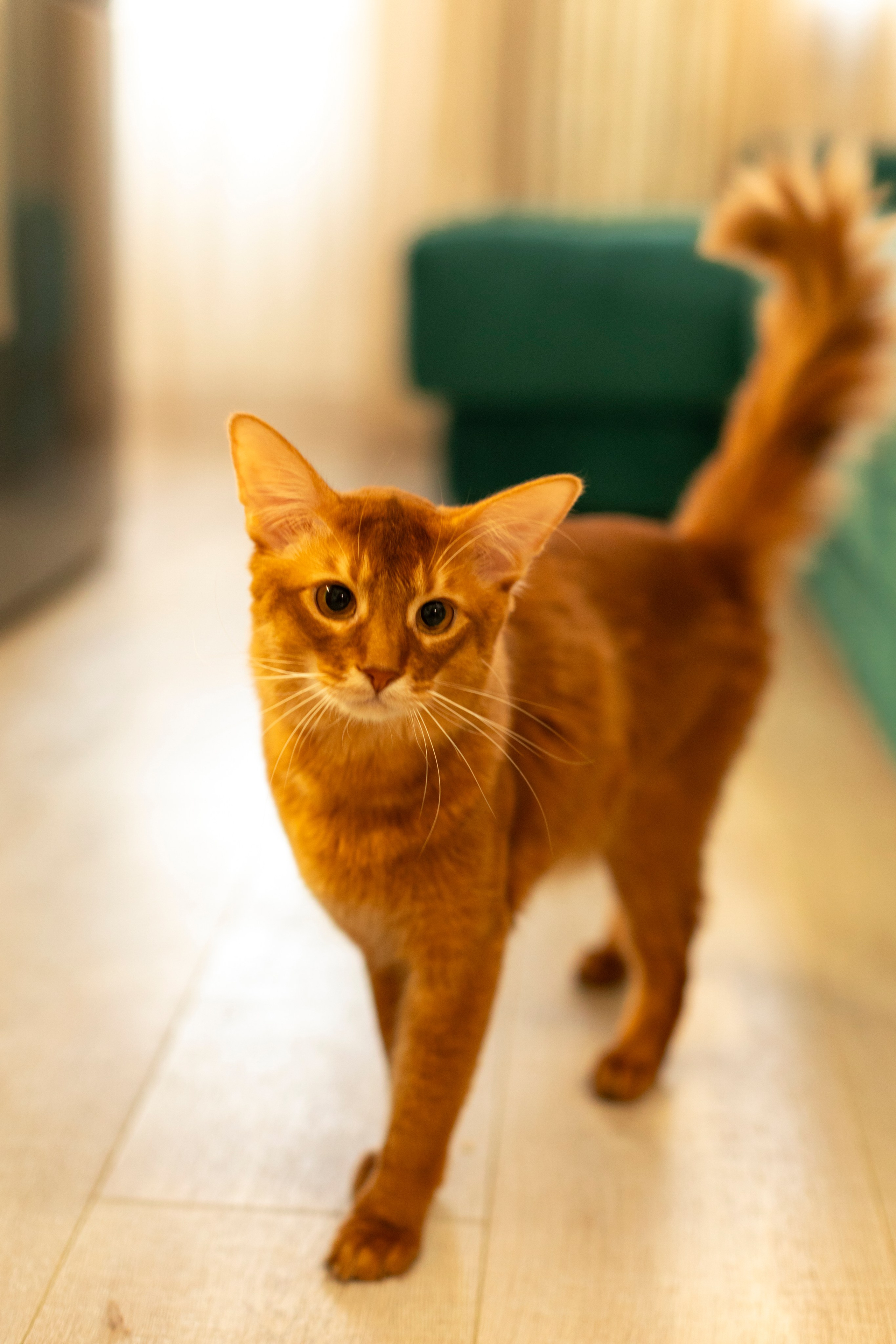 Сомали. Art my Pho