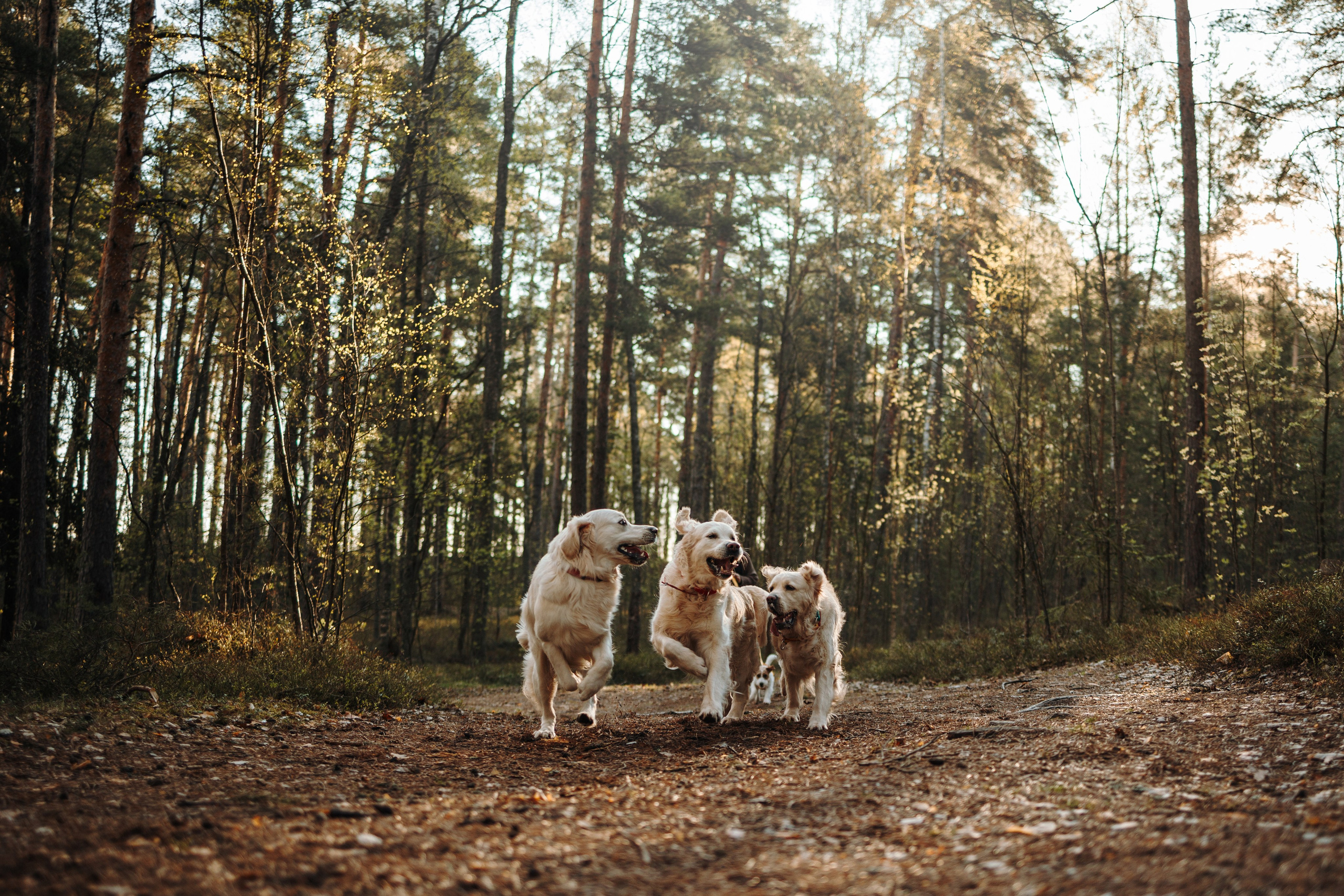 Катя и ее девочки. Фотограф — Анималист | Санкт-Петербург