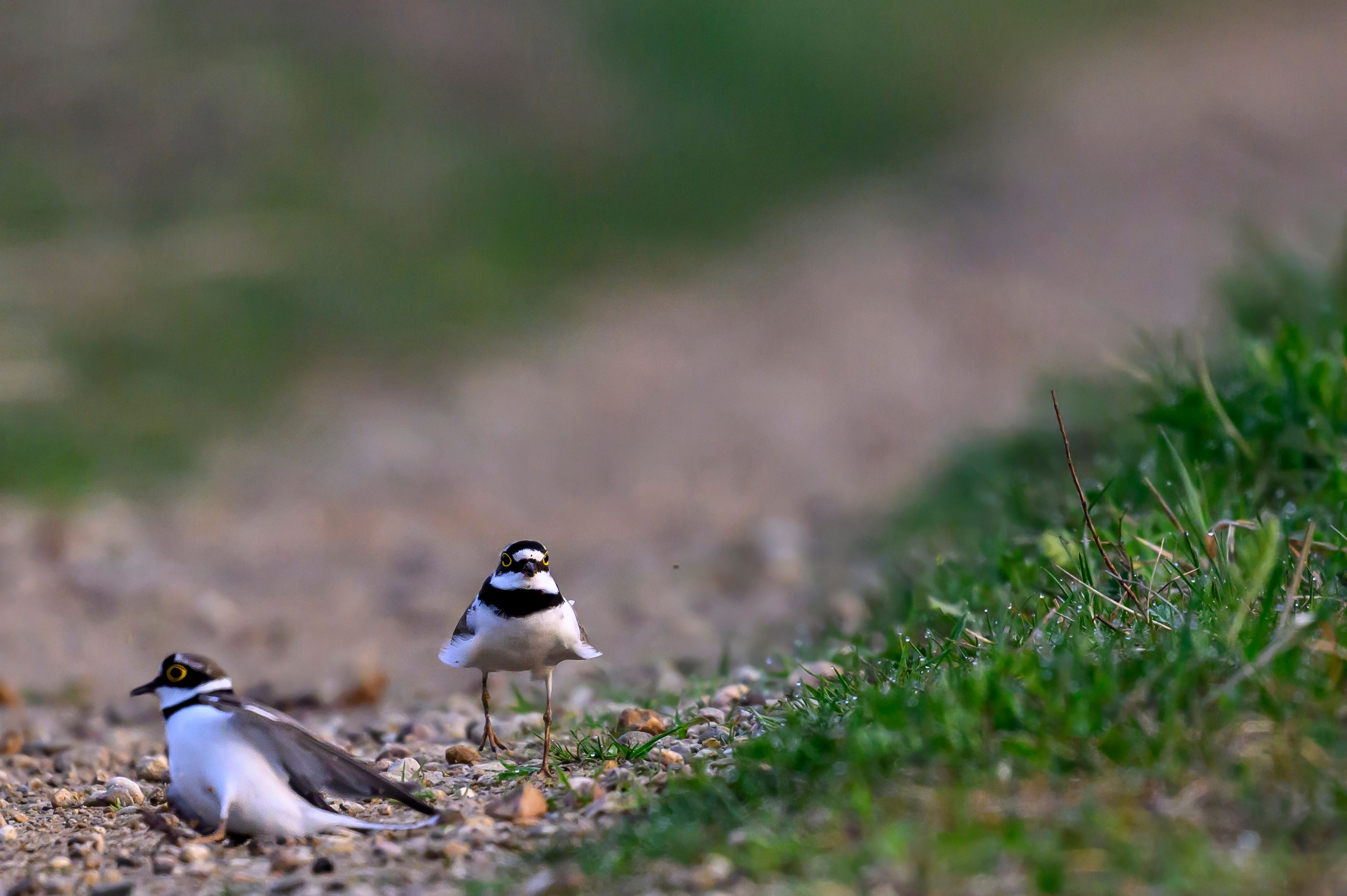 Малый зуек. Wildlife photography by Sergey Puponin