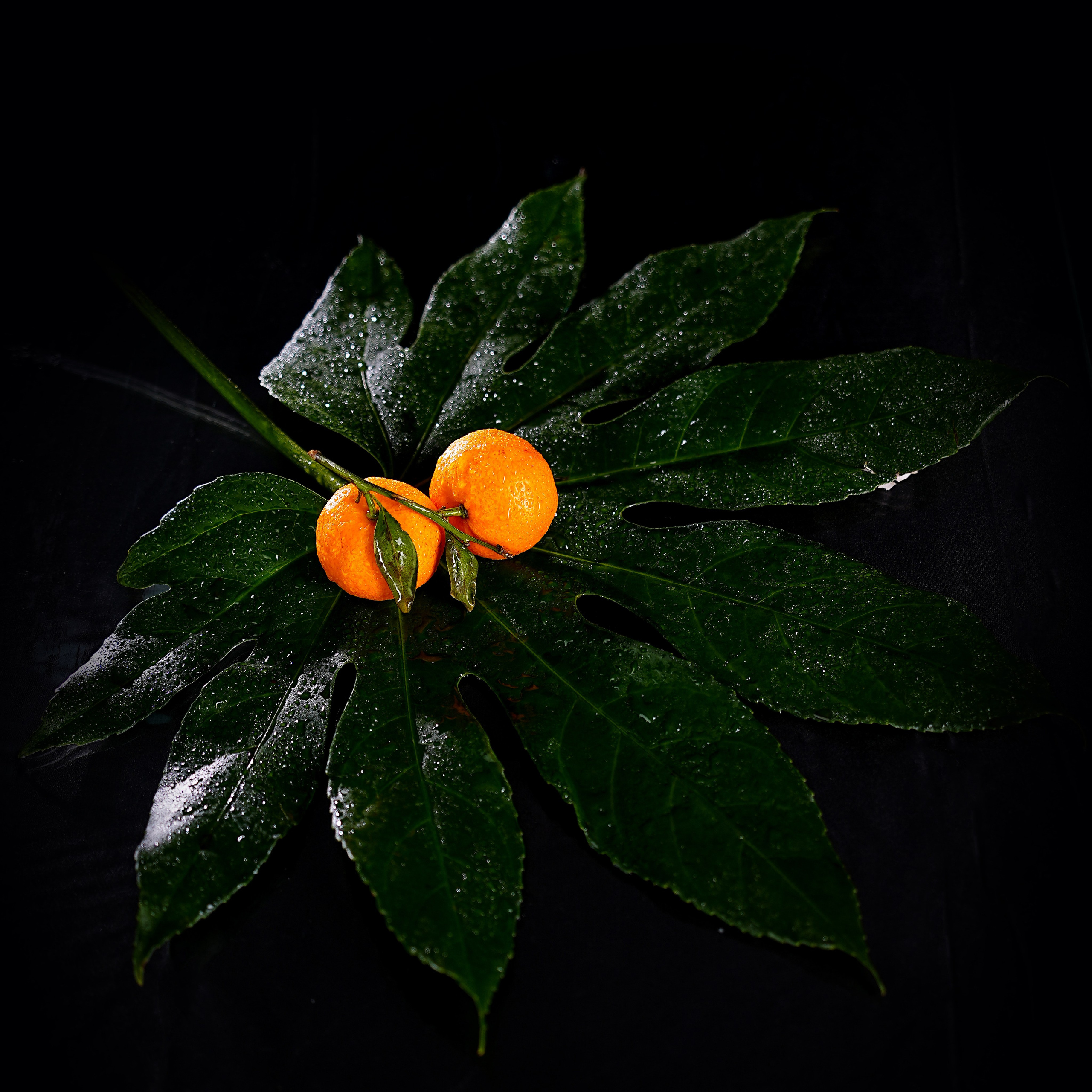 Предметная фотосъёмка. Фотограф, видеооператор Нина Коршунова