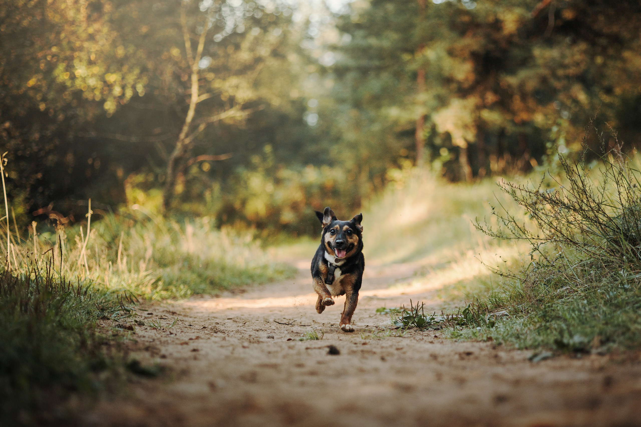 Ольга и Рекс. Фотограф — Анималист | Санкт-Петербург