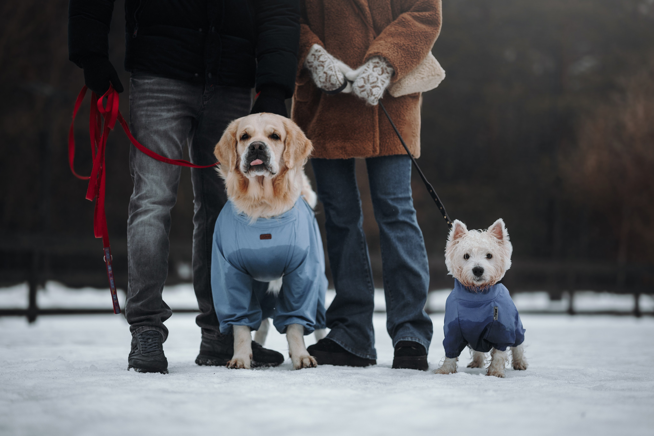 Шелби, Ватсон и ребята. Фотограф — Анималист | Санкт-Петербург
