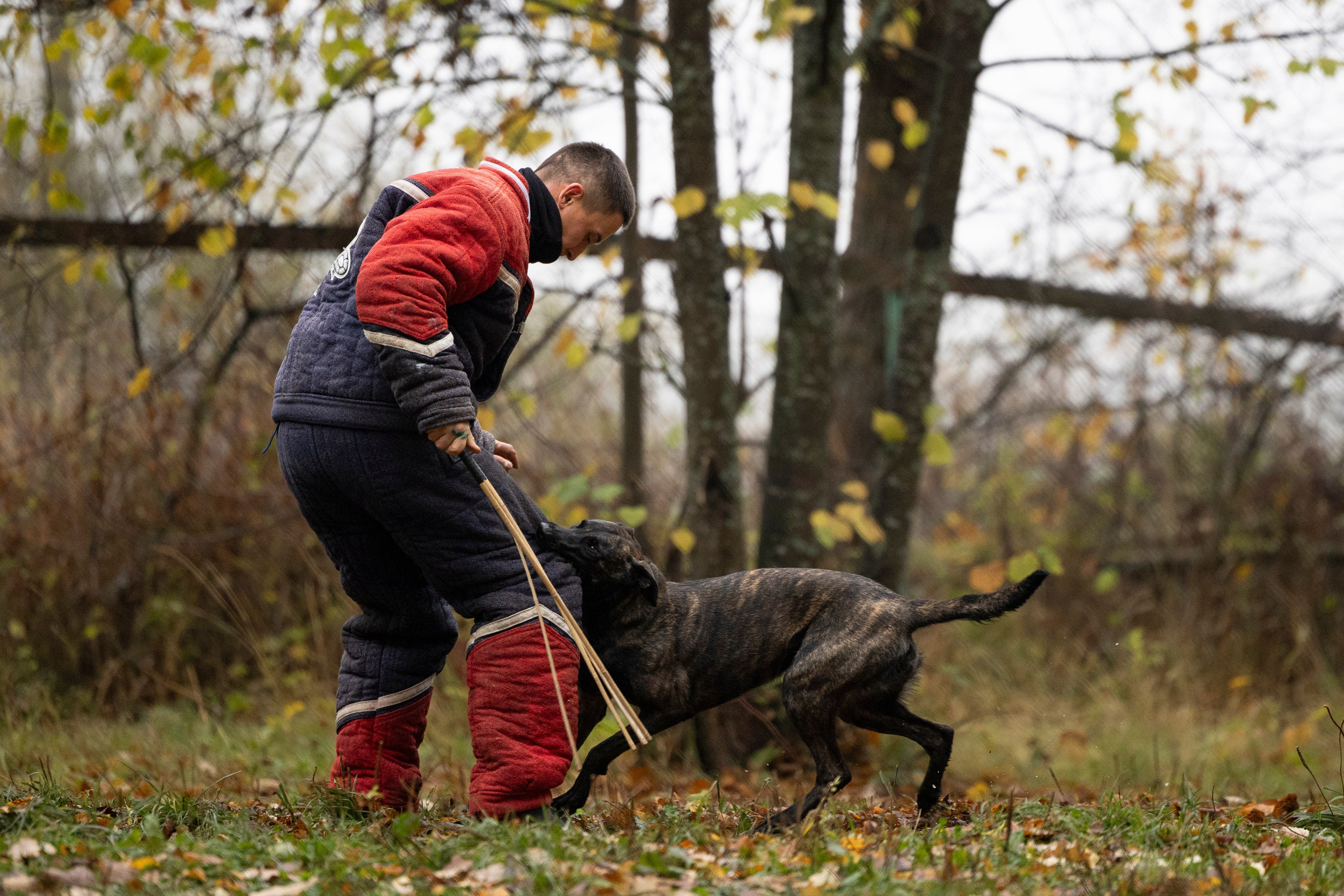 Соревнования по Мондьорингу г. Вологда. Фотограф-анималист Анна Маринич