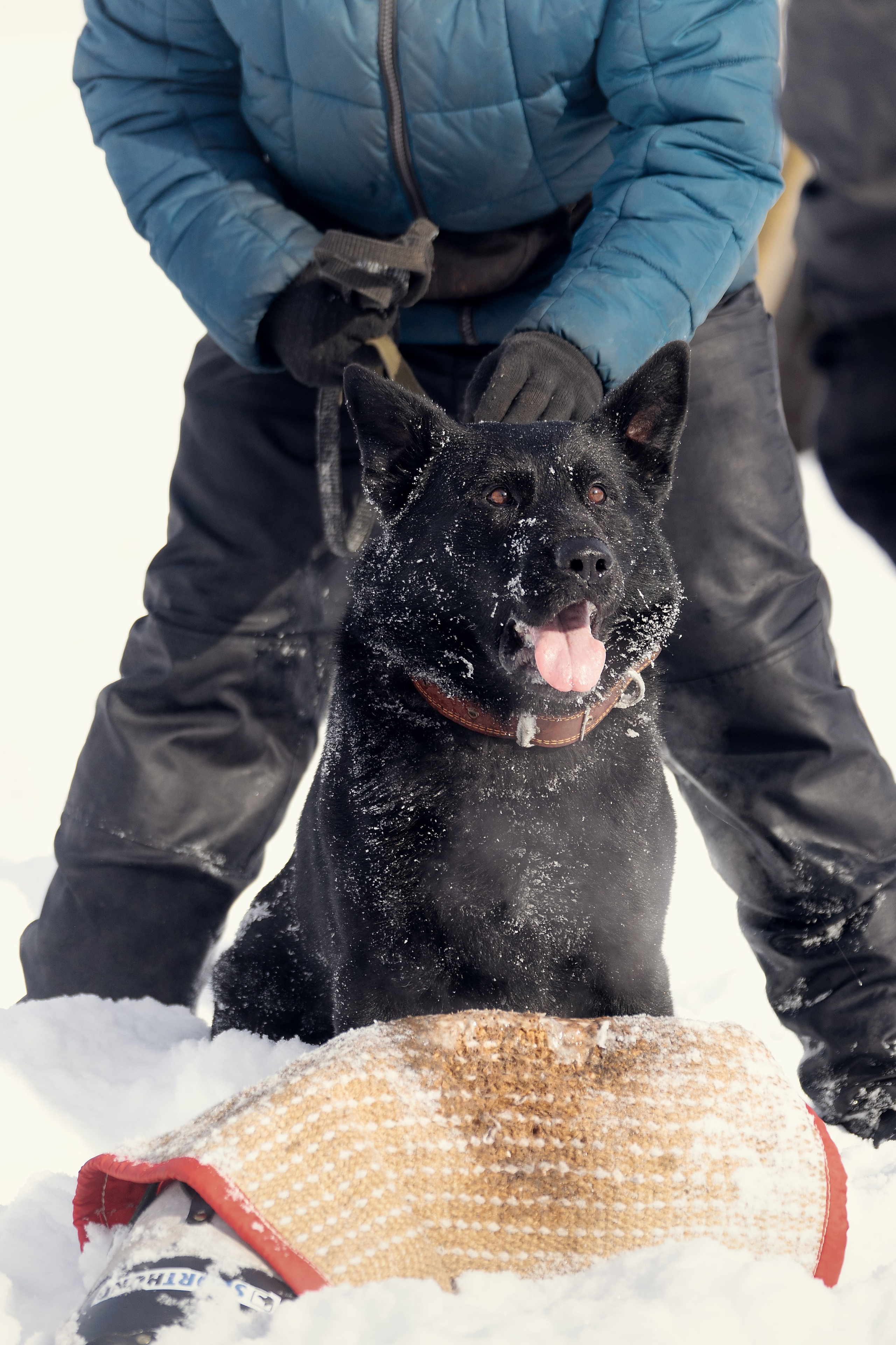 Репортажная съемка. Фотограф-анималист Нижний Новгород