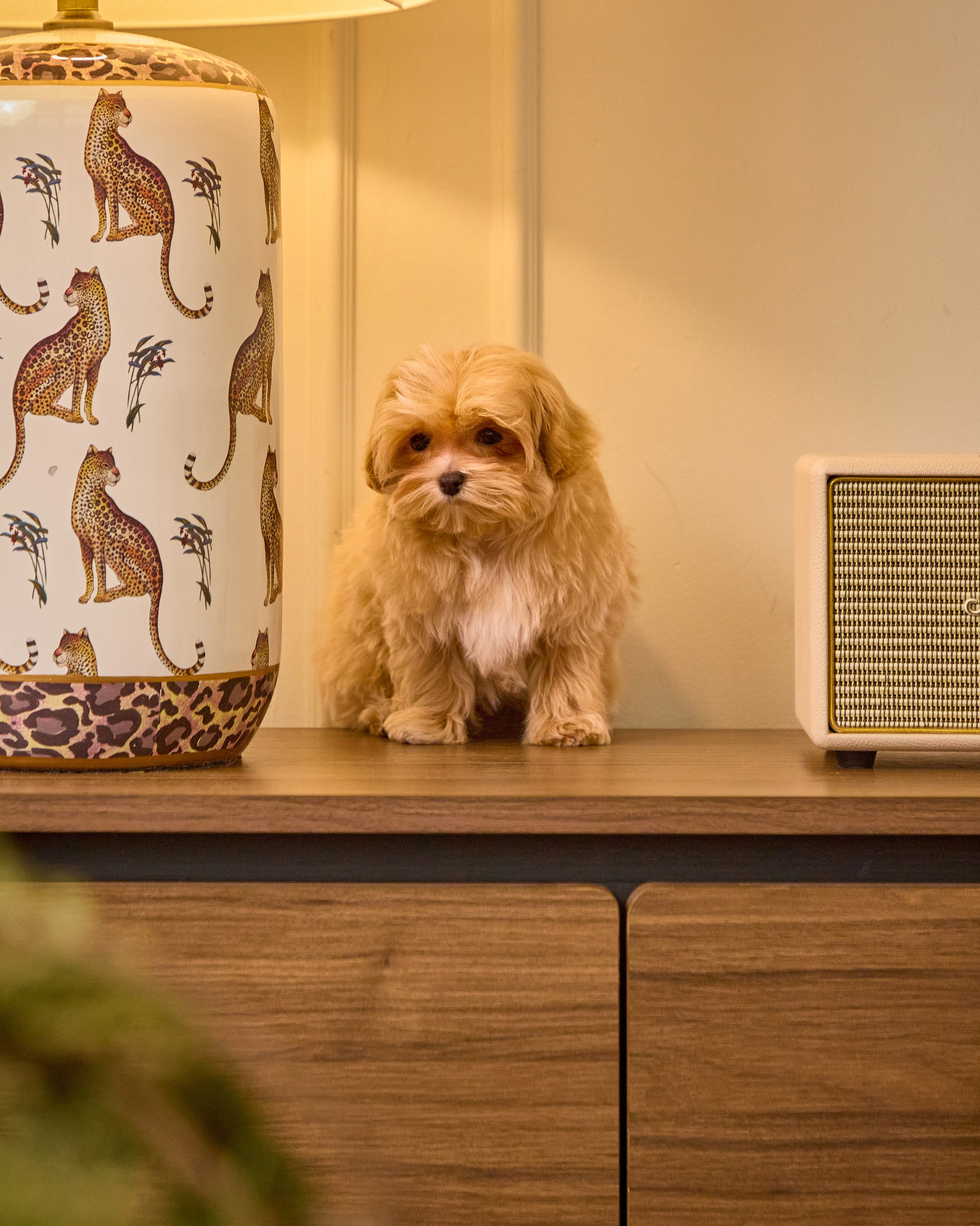 Dogs Maltipu commercial shoot. Святослав Лебедев | Рекламный фотограф — Коммерческая съемка, Арт-дирекшн, AI-интеграция