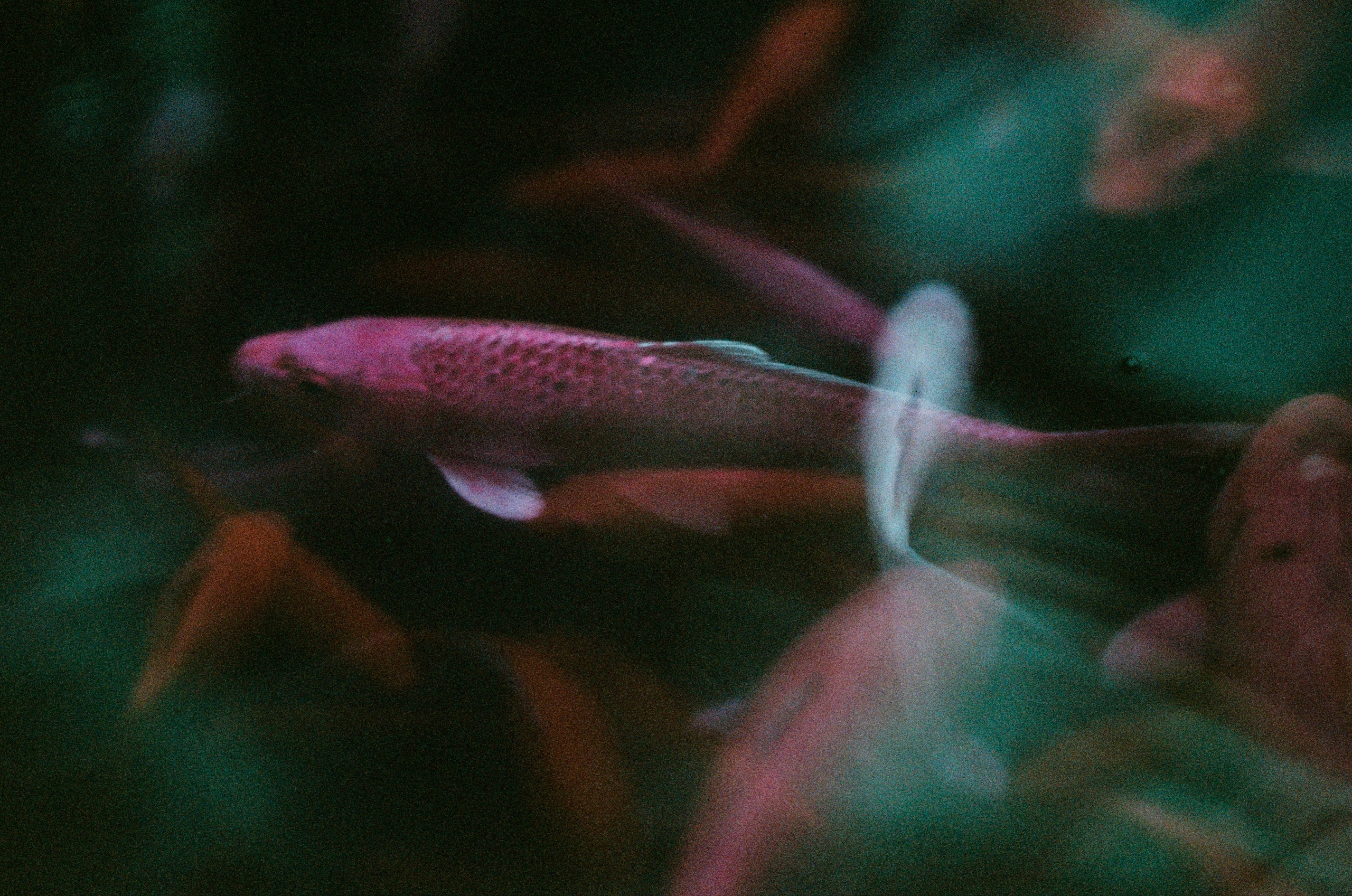 If i get high. EVER EXPOSED