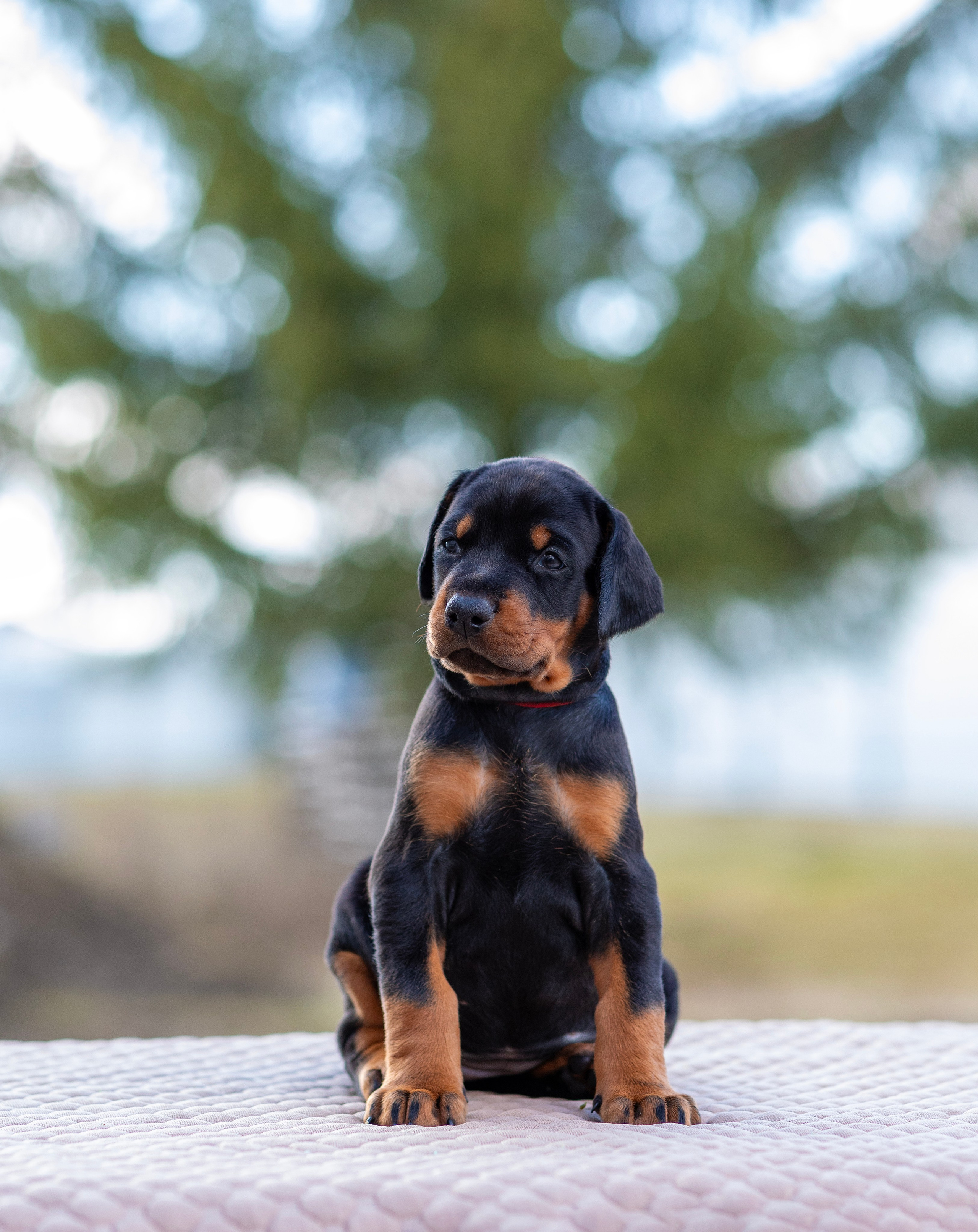 Доберман. Фотограф — анималист Татьяна Ли