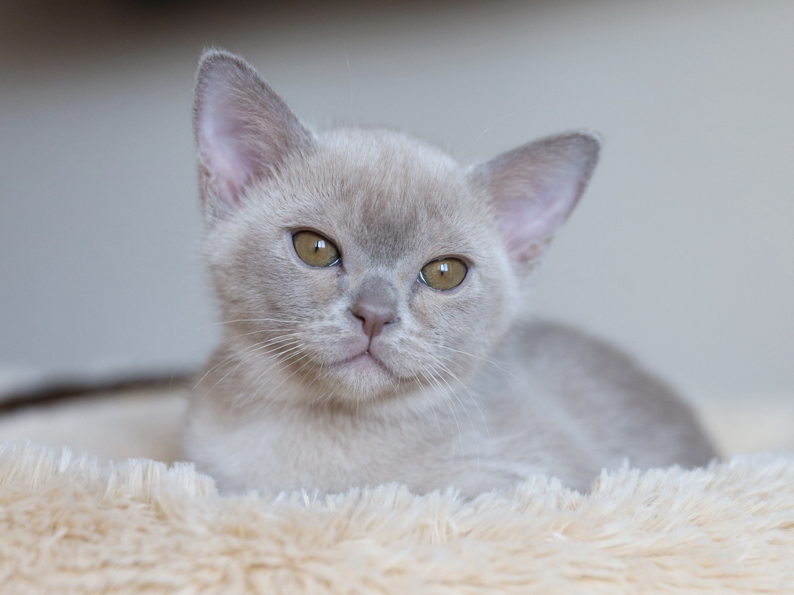 Chester. Cattery “Bouncy Life”