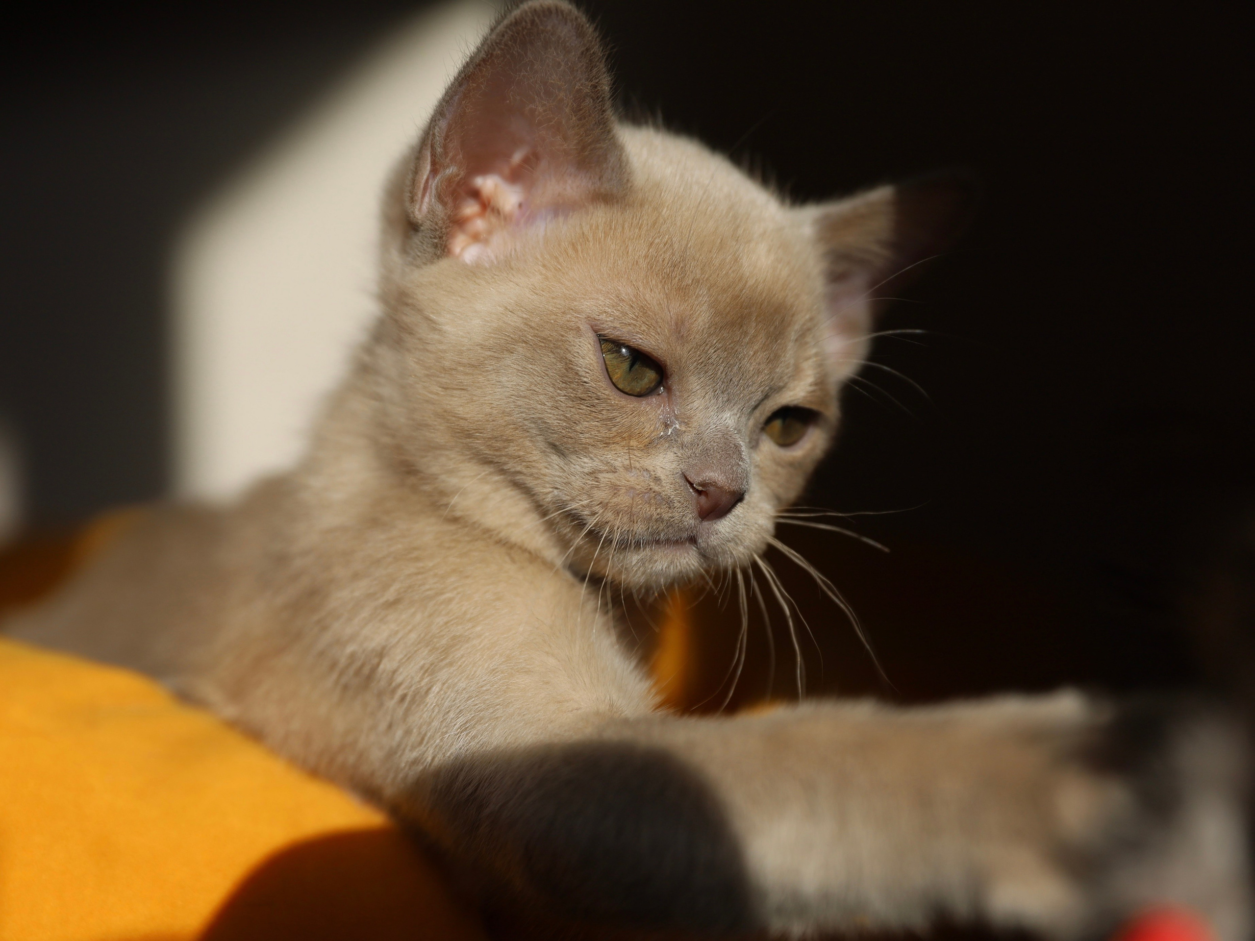 В. Питомник «Bouncy Life»