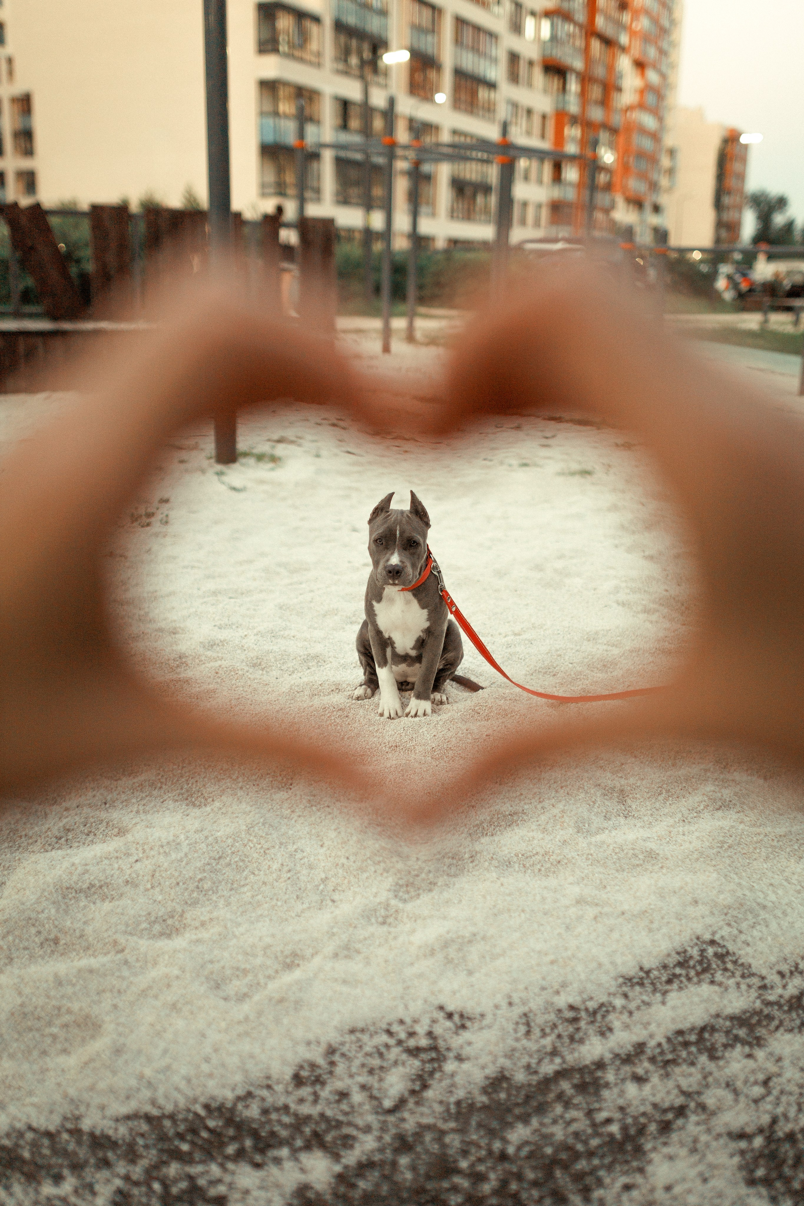 Сильвия и Терра. Александр Атлес Фотограф