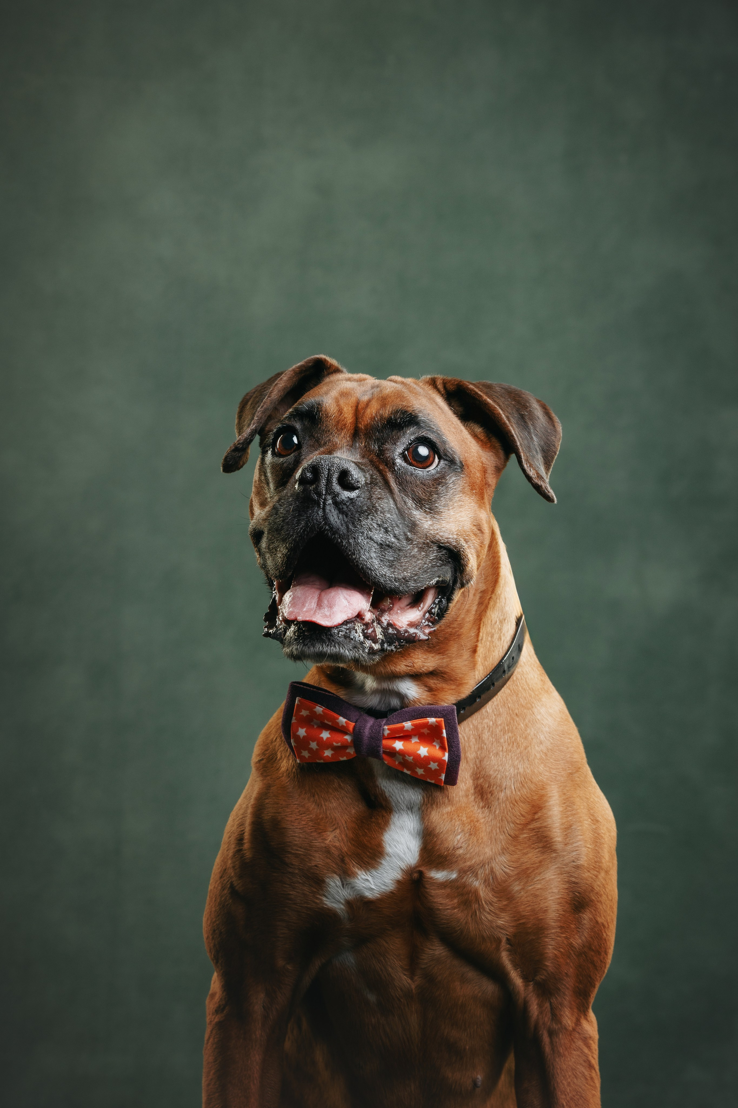 Боксер Челси. Фотограф анималист Осипчикова Мария