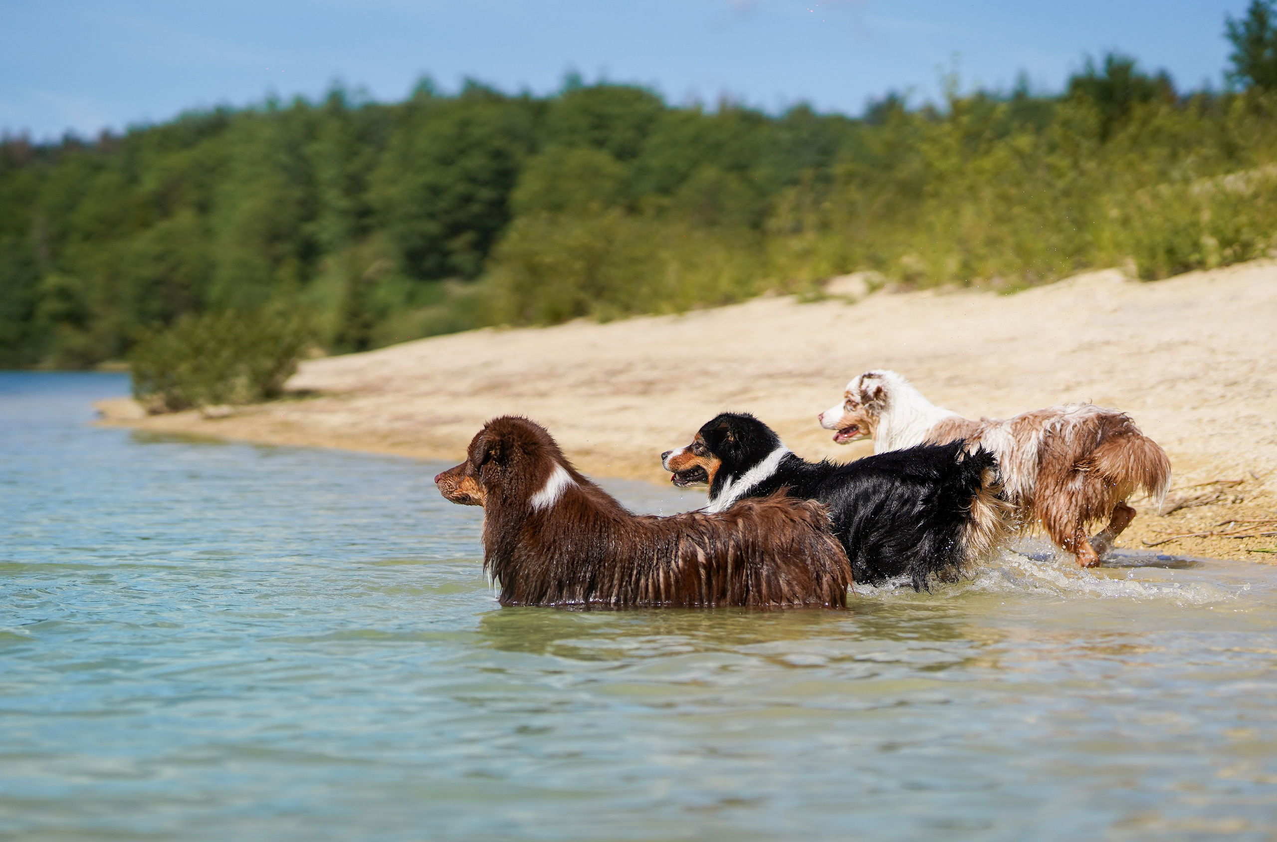 Аусси на карьерах. Фотограф-анималист в Санкт-Петербурге Яна Мартынова