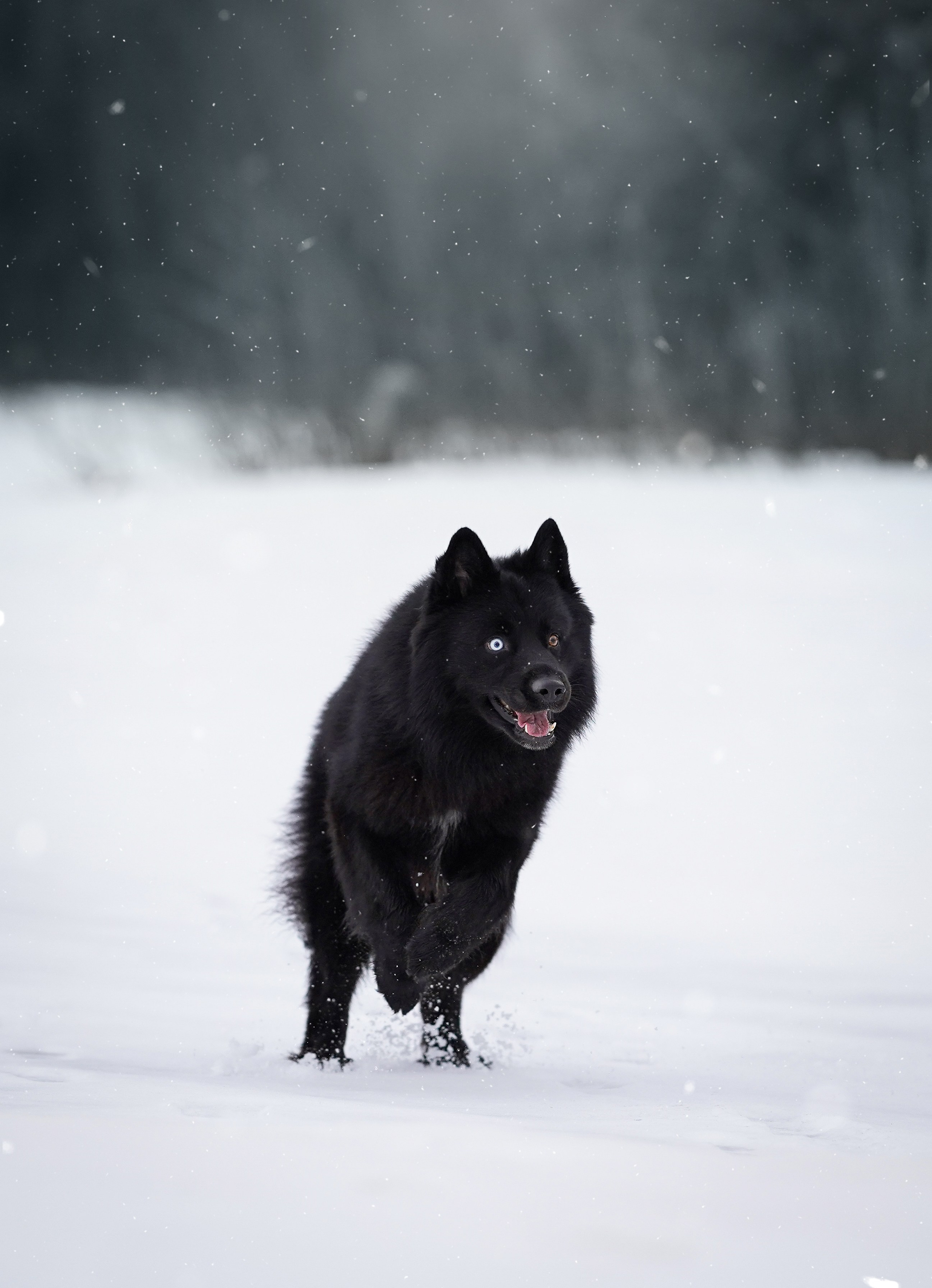 Лора Джанго и Хэппи. Фотограф-анималист в Санкт-Петербурге Яна Мартынова