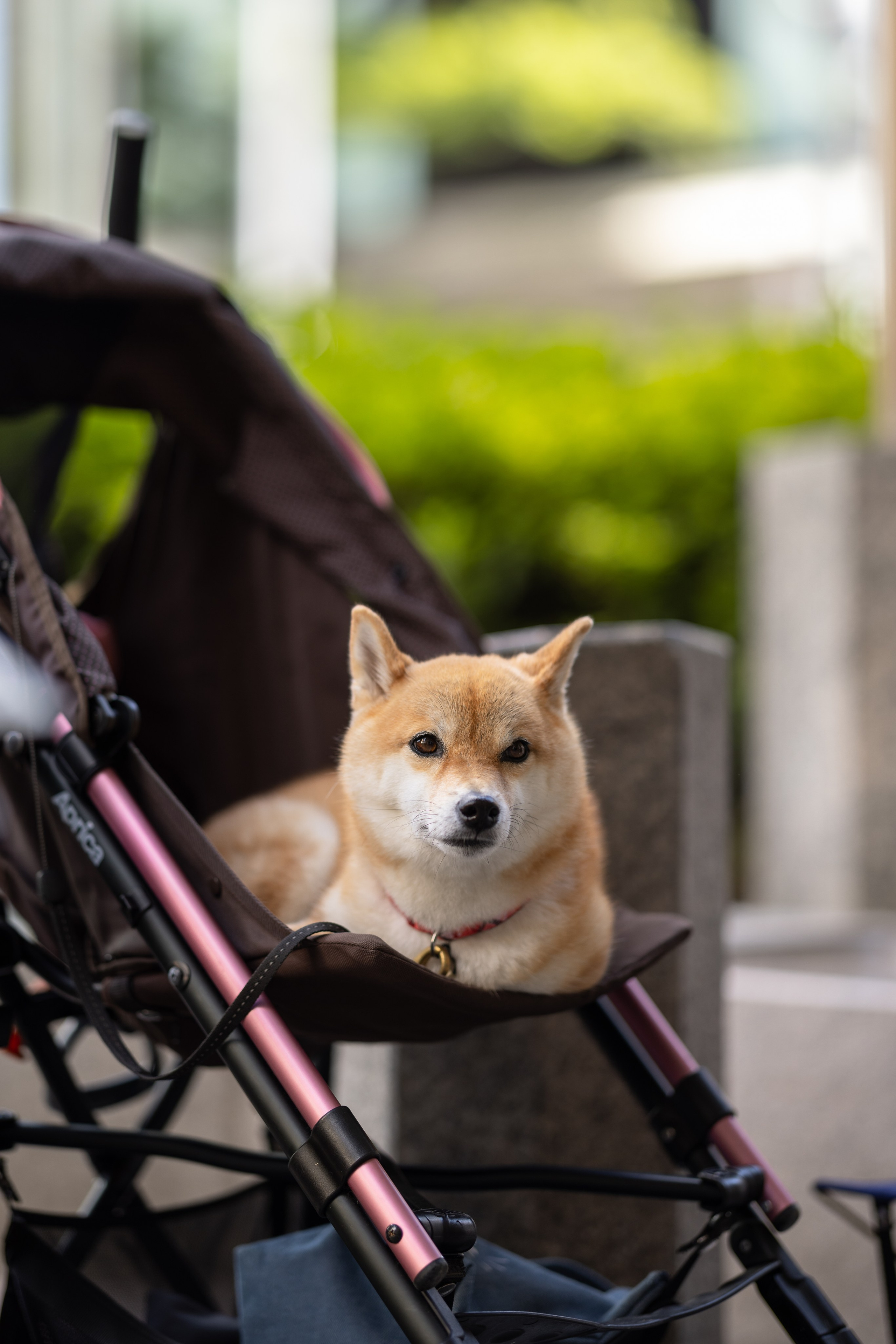 TRAVEL. Студийный и свадебный фотограф в Грозном Махашев Харон