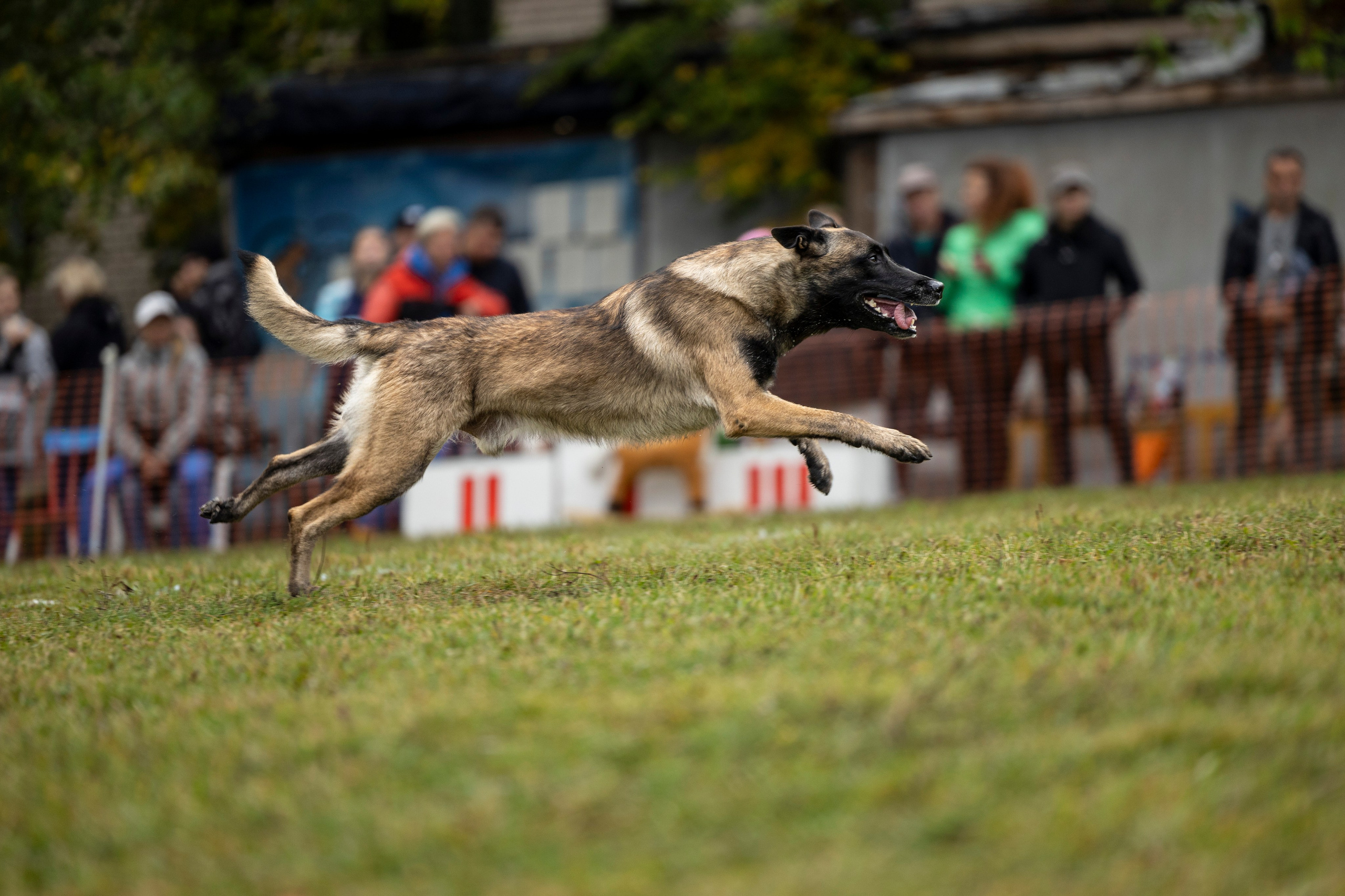 Испытания по Мондьорингу г. Пушкин. Фотограф-анималист Анна Маринич