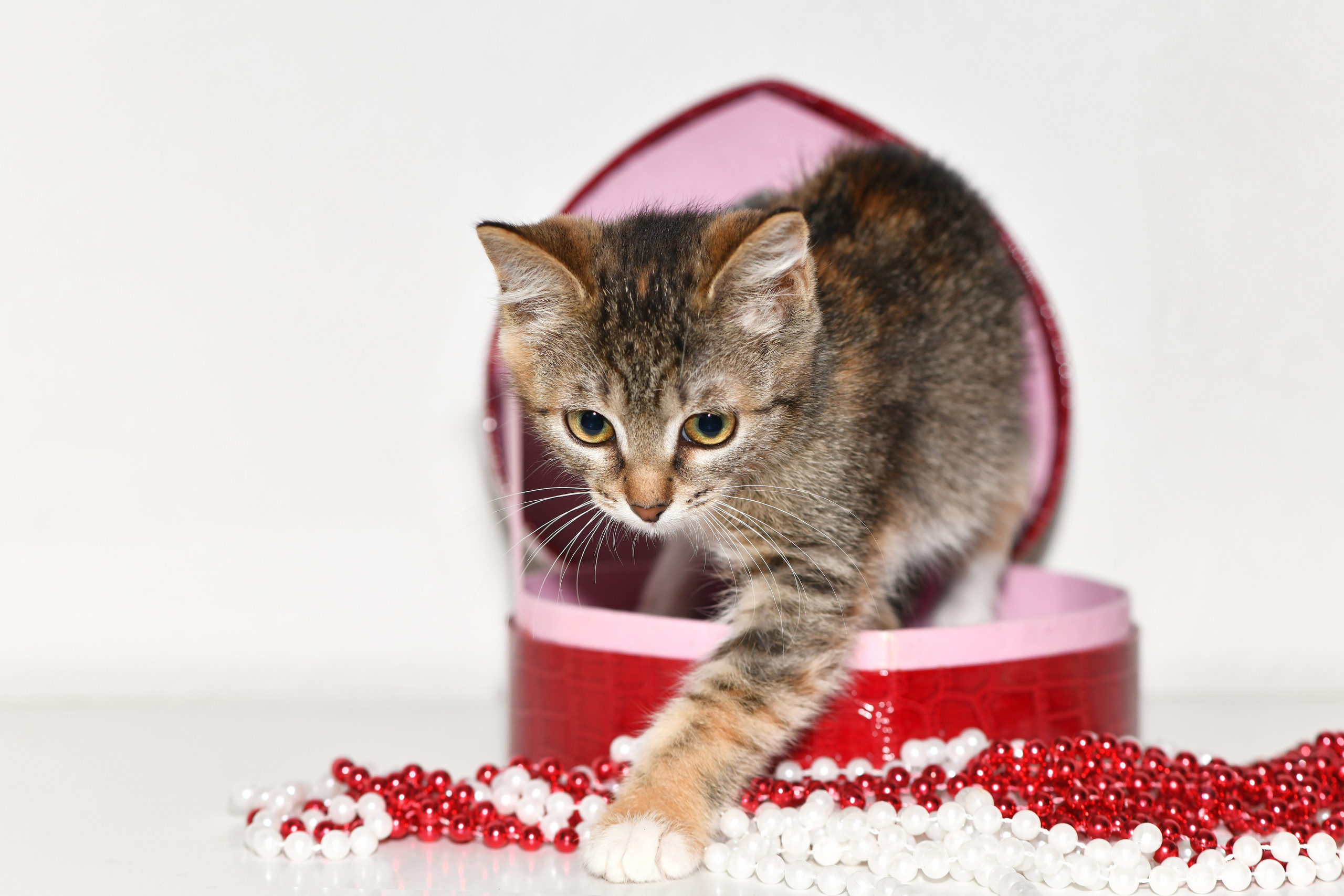 Съёмка животных для продажи. Свадебный и портретный фотограф в Москве Галина Борисова