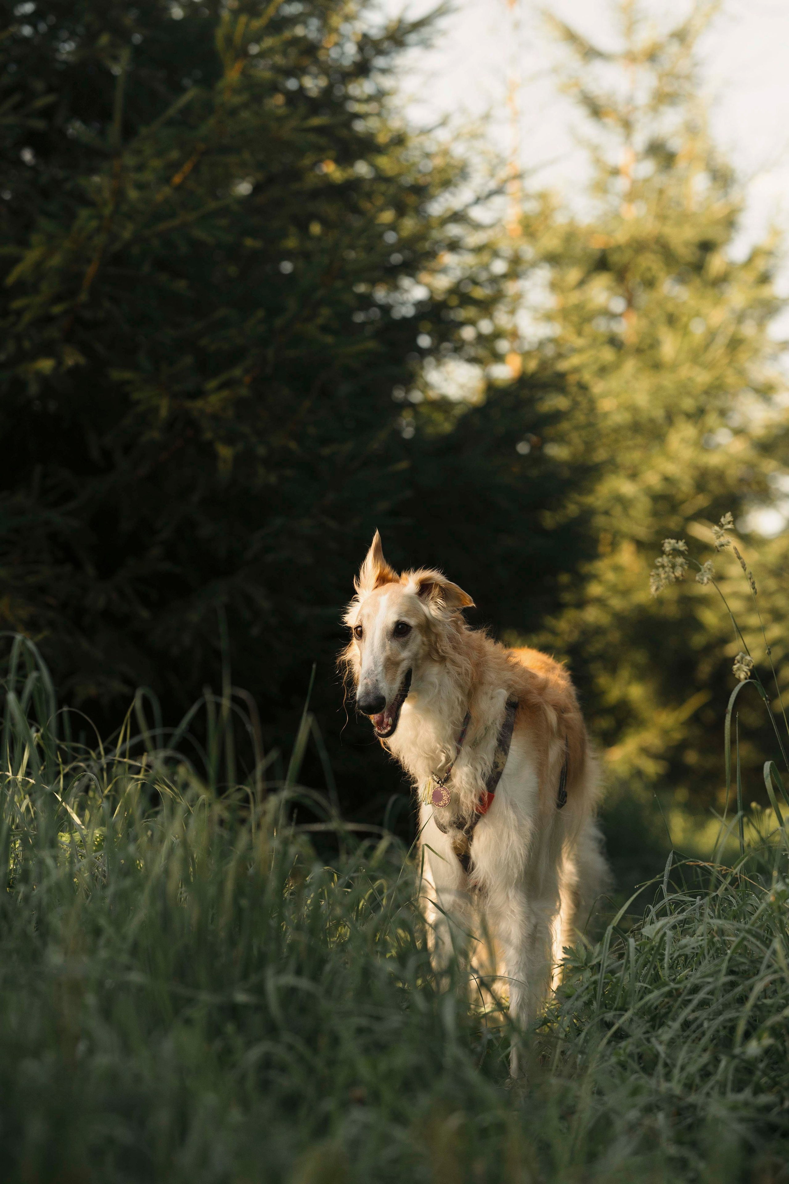 Тайга. Фотограф- анималист Александра Матвеева