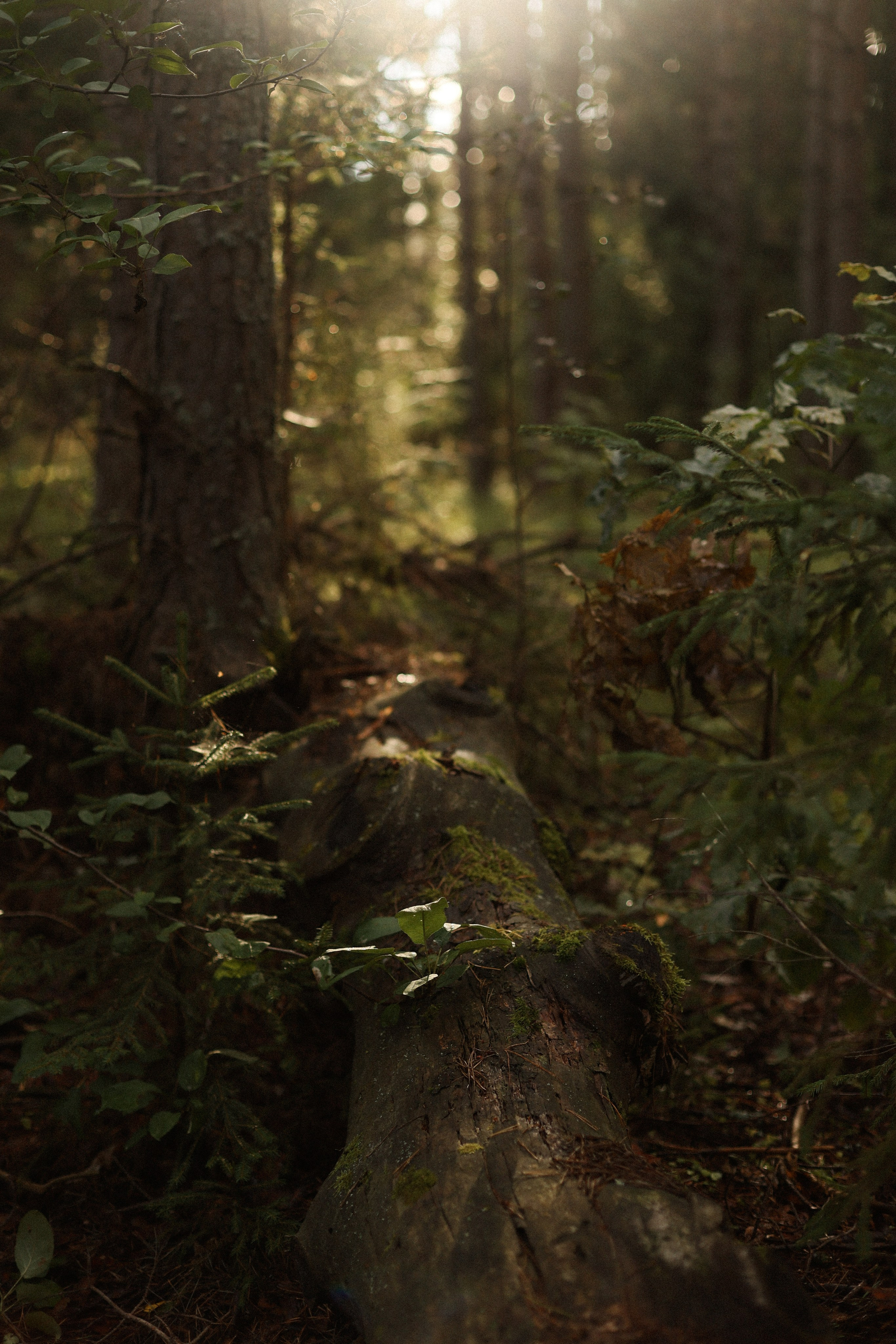 Влюбленность. Фотограф — Ольга Косолюкина