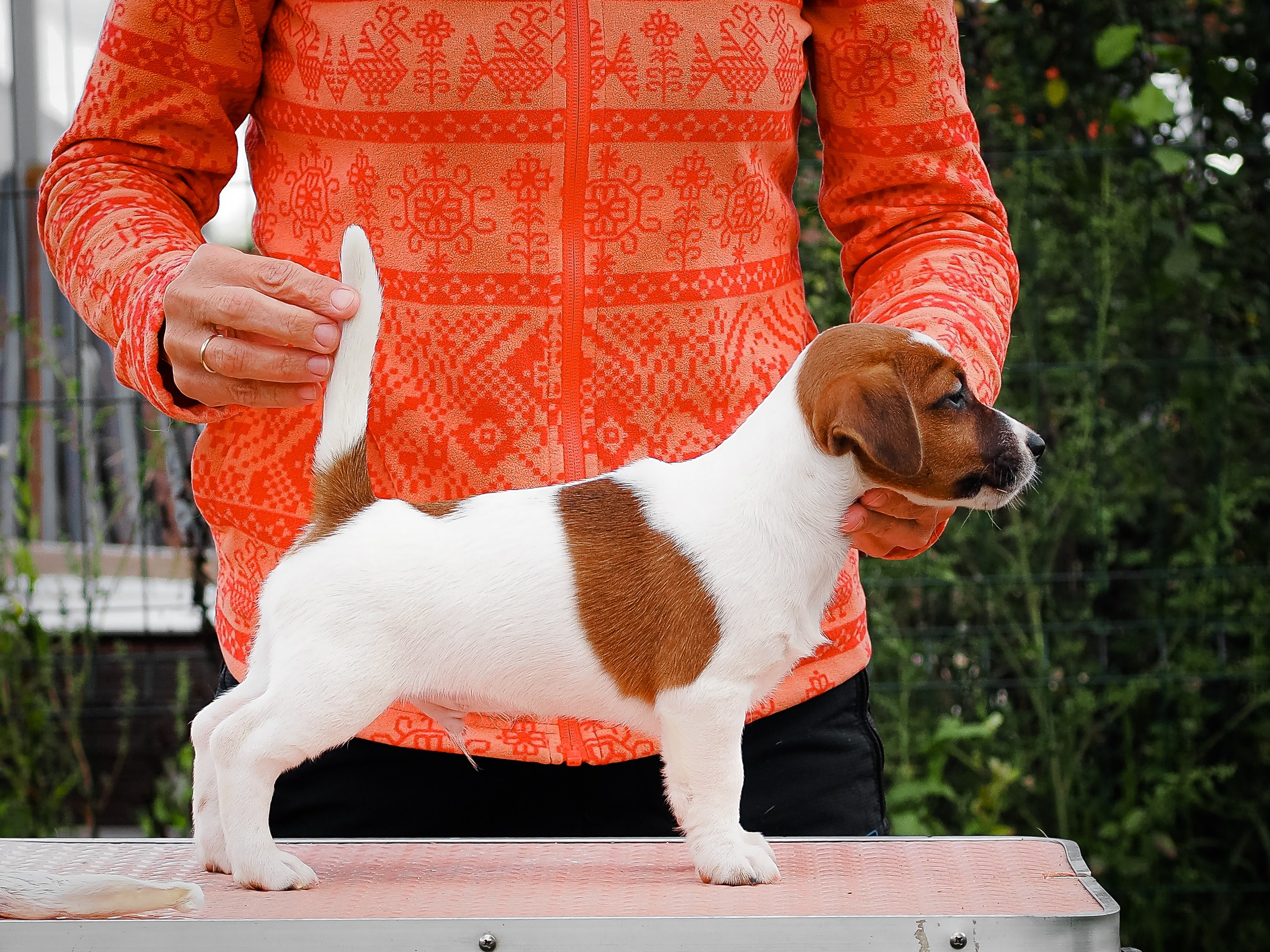 ЭМЕНТАЛЬ_КОБЕЛЬ. CANE MAESTRO — kennel Jack Russell Terrier
