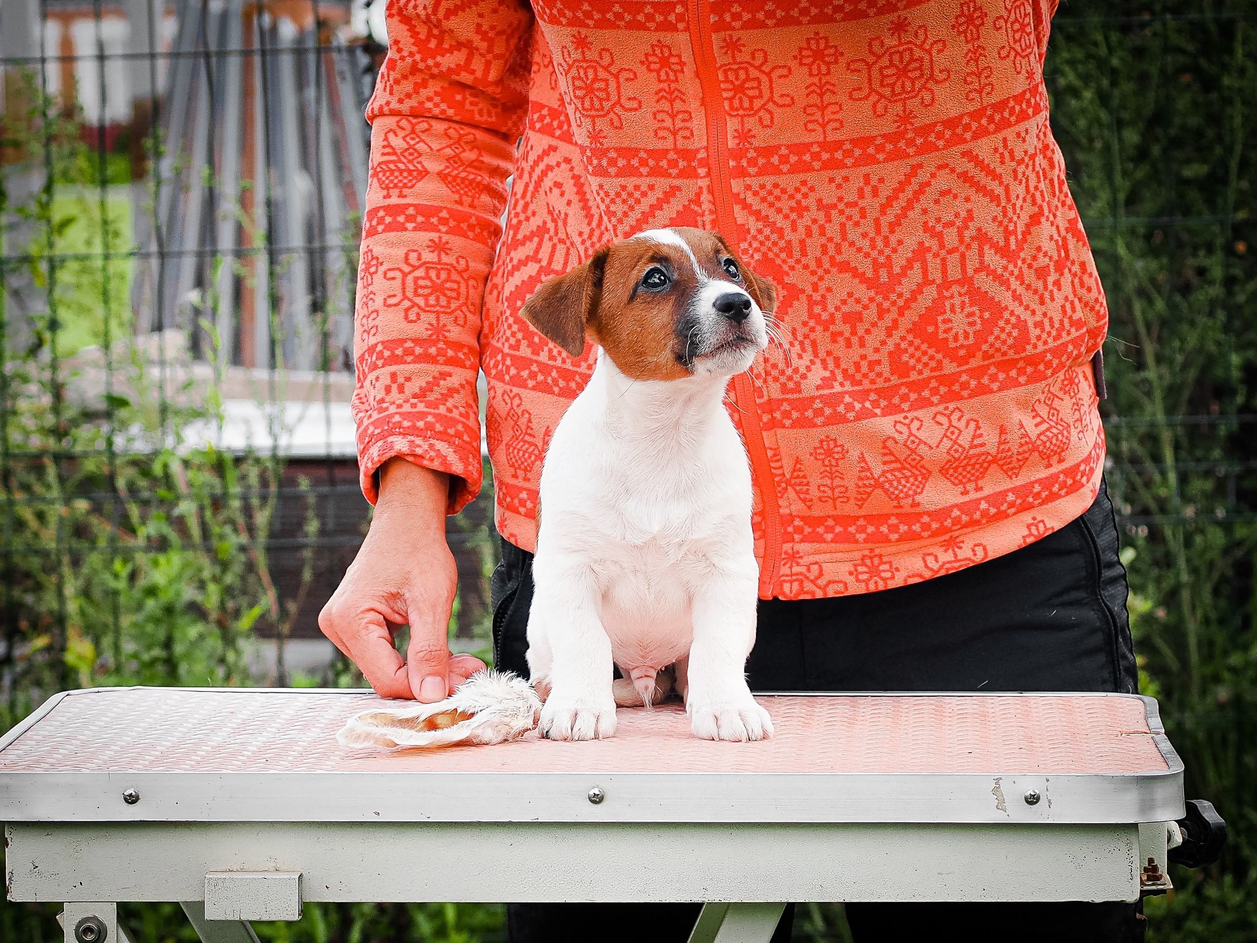 ЭМЕНТАЛЬ_КОБЕЛЬ. CANE MAESTRO — kennel Jack Russell Terrier